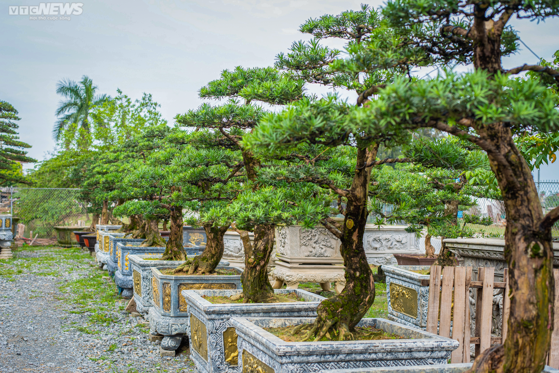 Chiêm ngưỡng những gốc tùng la hán được 'hét' giá hàng trăm triệu dịp sát Tết - 5