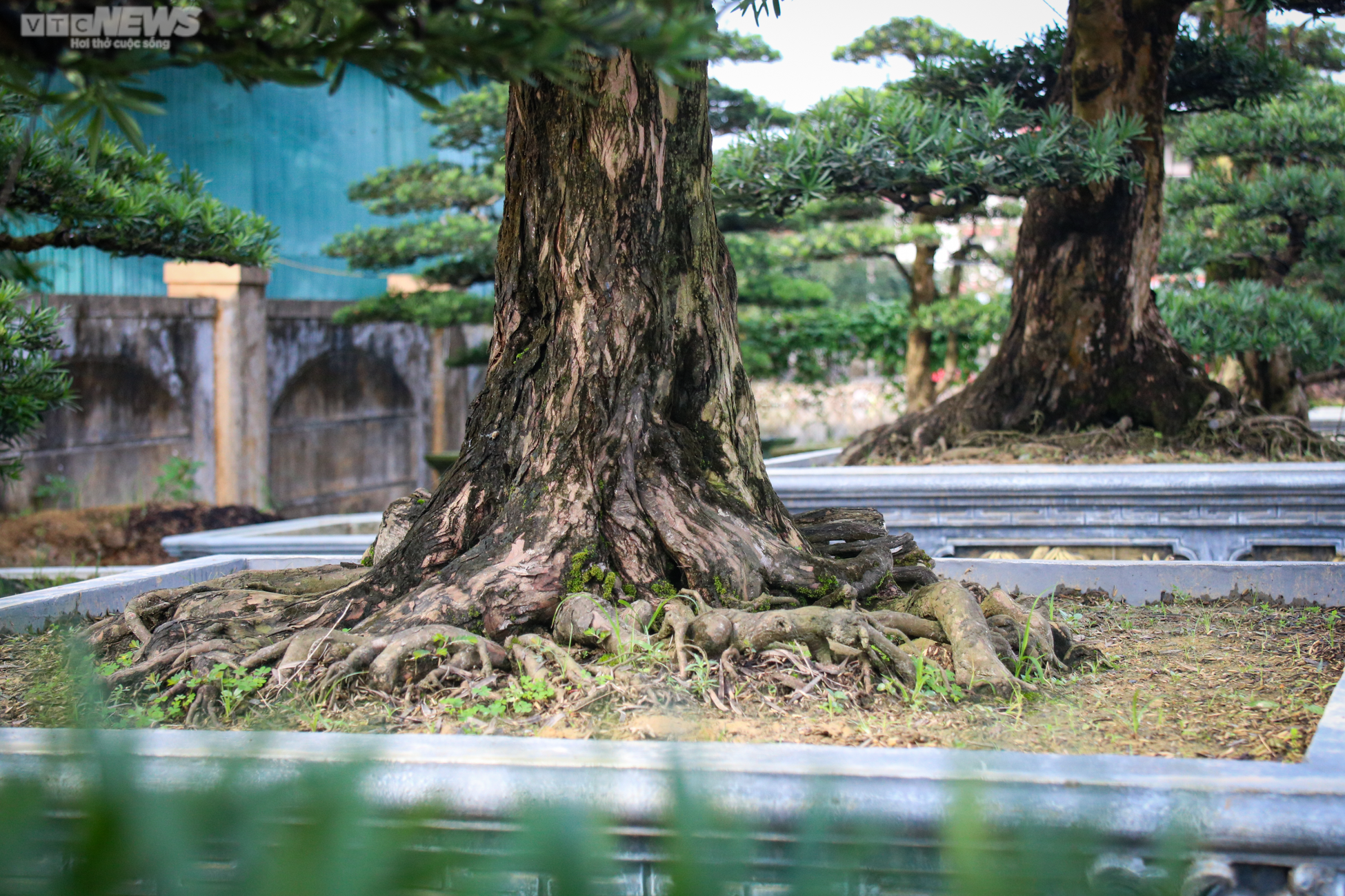 Chiêm ngưỡng những gốc tùng la hán được 'hét' giá hàng trăm triệu dịp sát Tết - 14