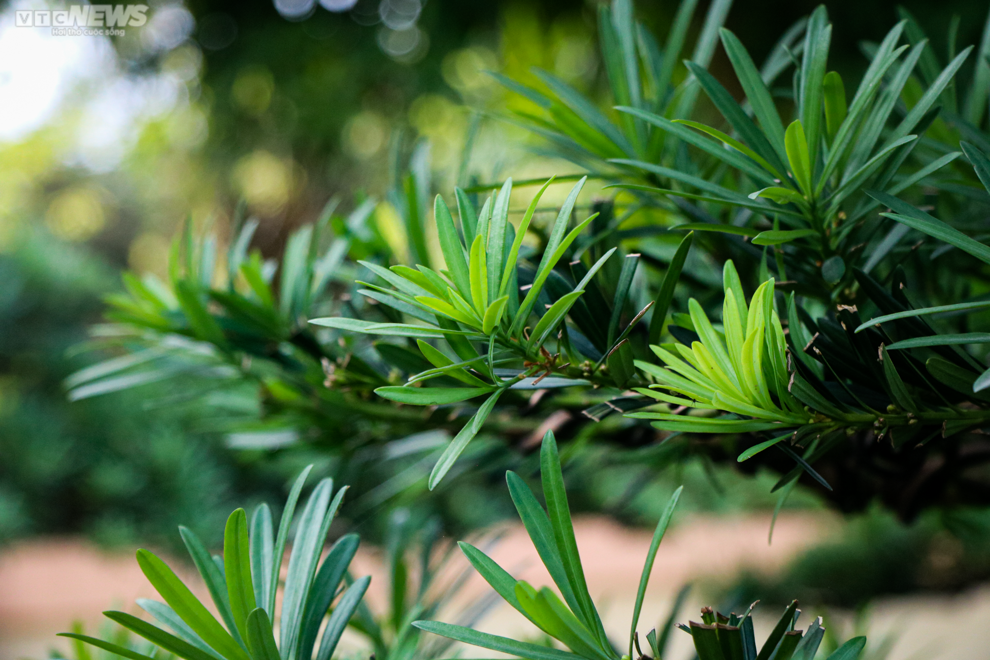 Chiêm ngưỡng những gốc tùng la hán được 'hét' giá hàng trăm triệu dịp sát Tết - 10