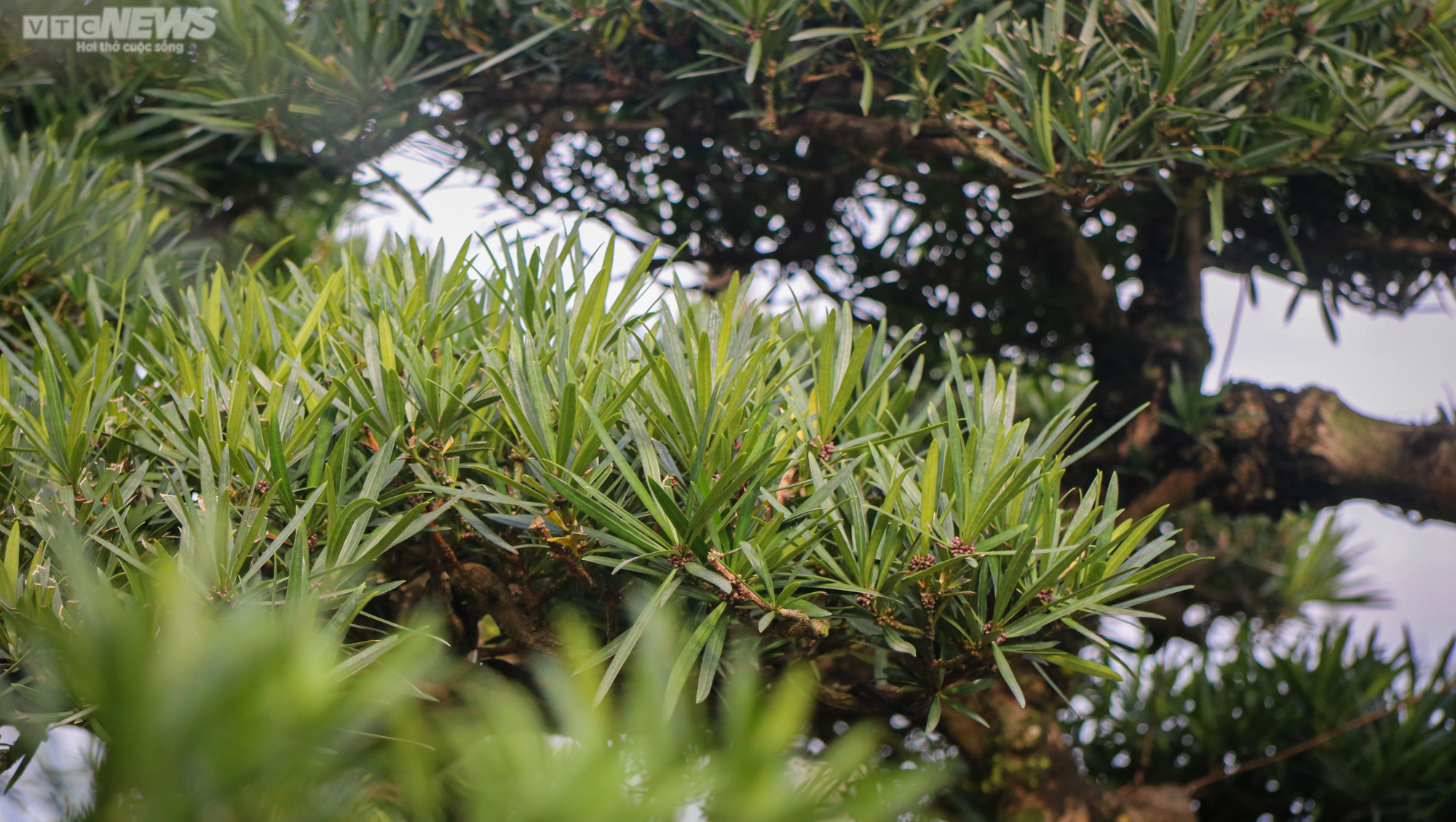 Chiêm ngưỡng những gốc tùng la hán được 'hét' giá hàng trăm triệu dịp sát Tết - 2