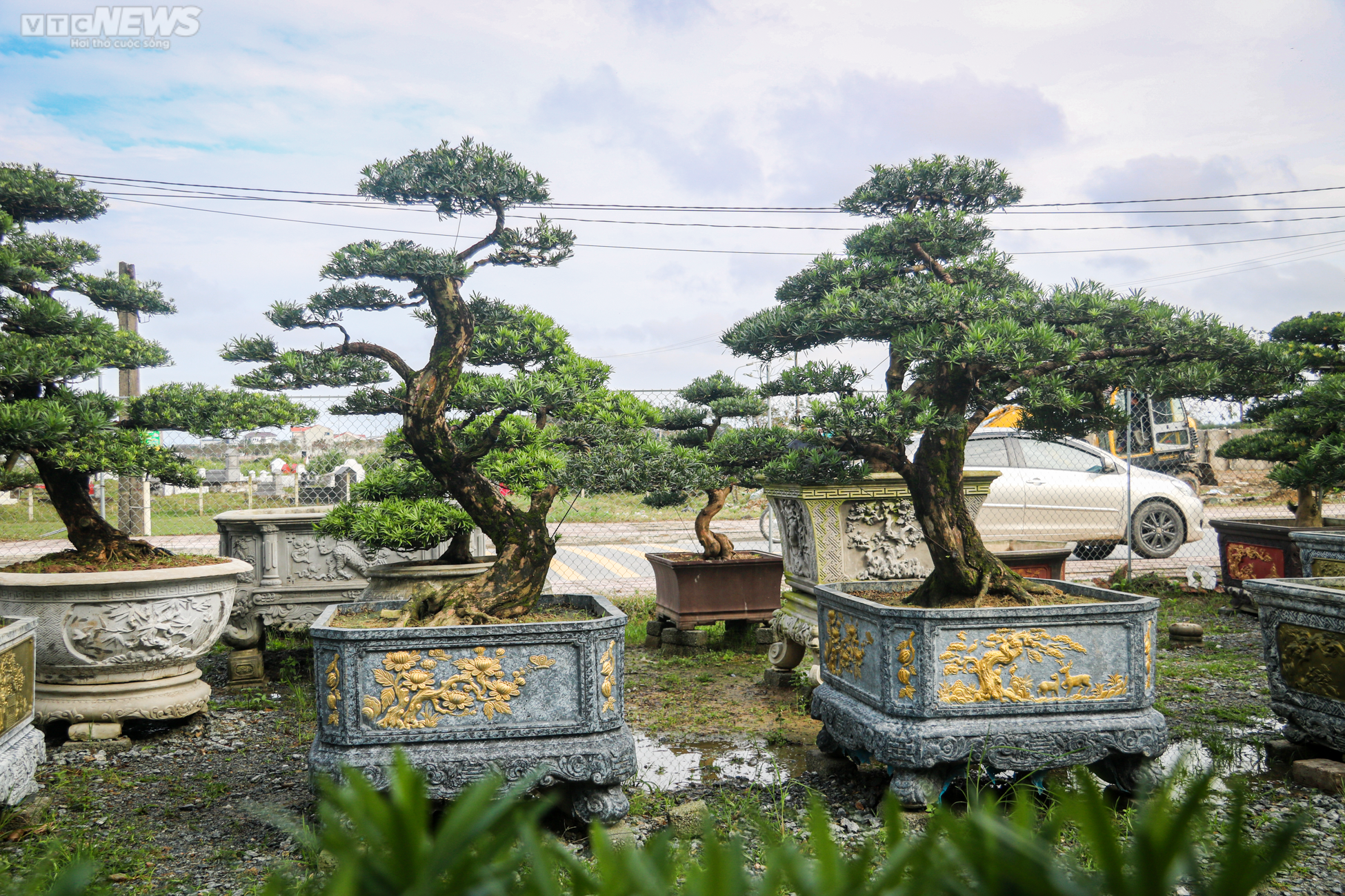 Chiêm ngưỡng những gốc tùng la hán được 'hét' giá hàng trăm triệu dịp sát Tết - 18