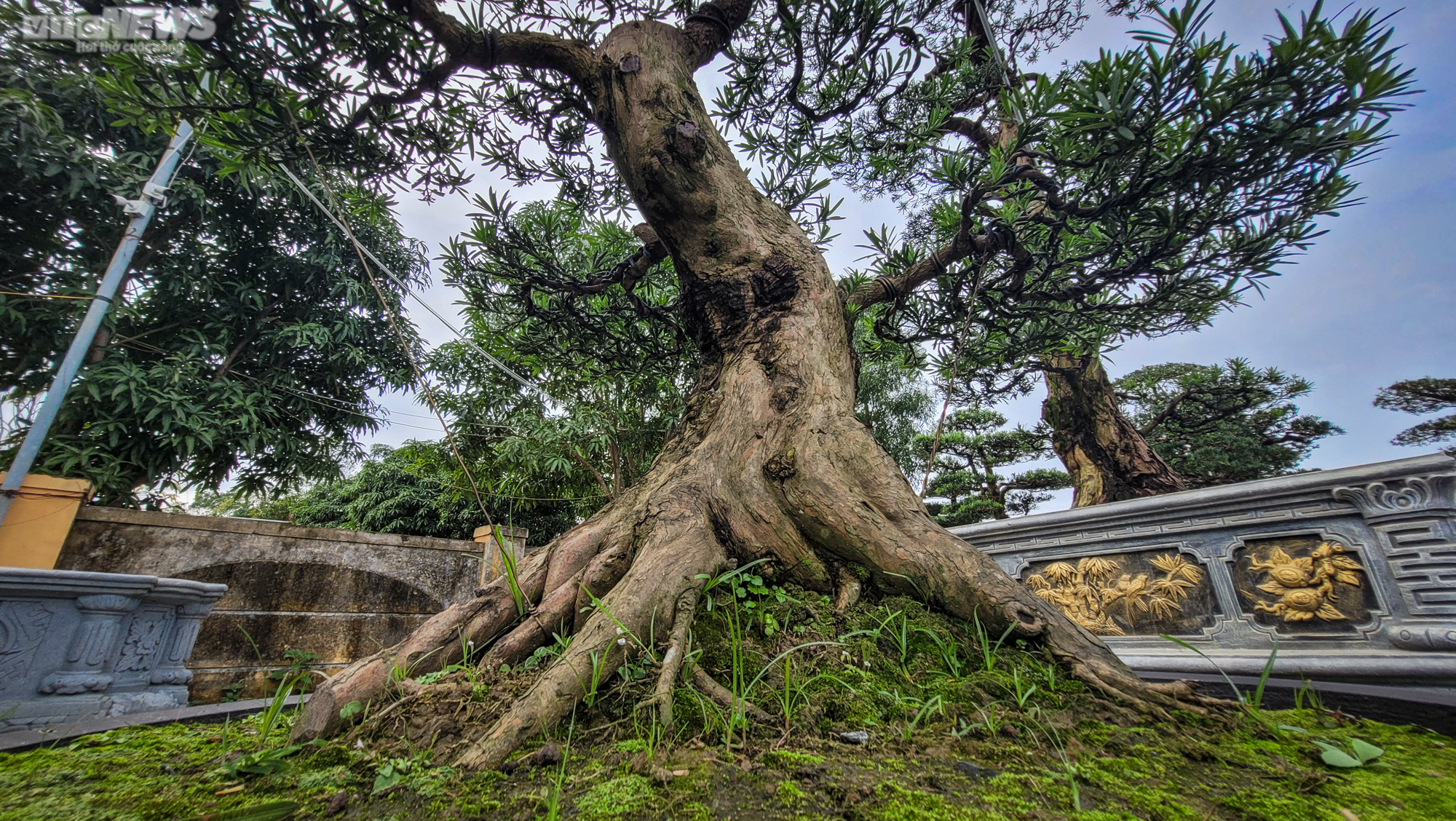 Chiêm ngưỡng những gốc tùng la hán được 'hét' giá hàng trăm triệu dịp sát Tết - 11