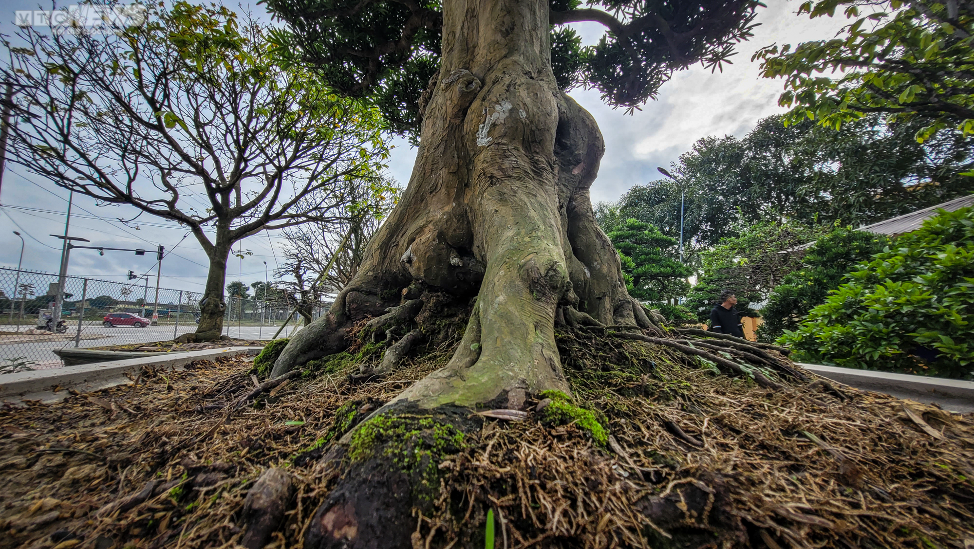 Chiêm ngưỡng những gốc tùng la hán được 'hét' giá hàng trăm triệu dịp sát Tết - 12
