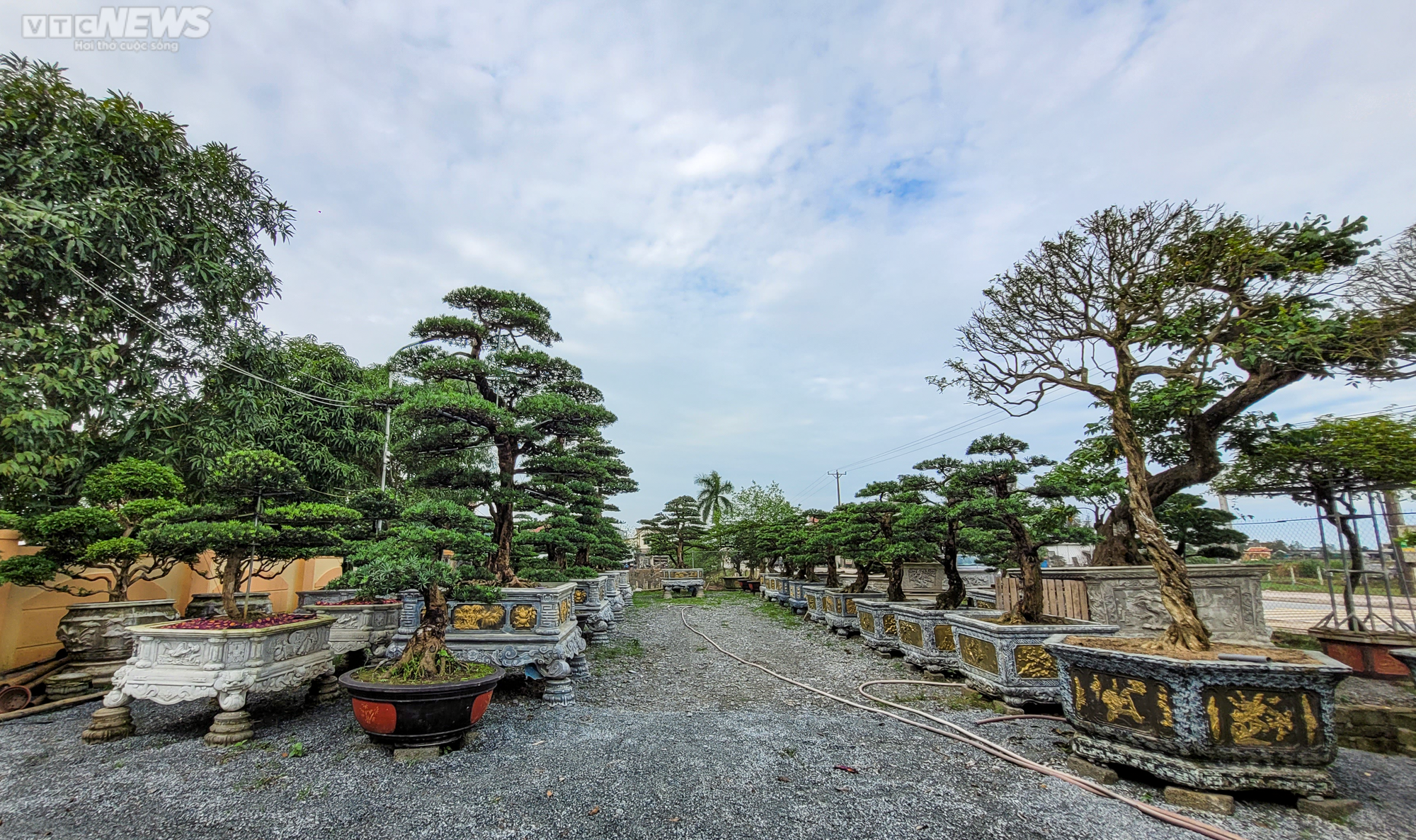 Chiêm ngưỡng những gốc tùng la hán được 'hét' giá hàng trăm triệu dịp sát Tết - 16