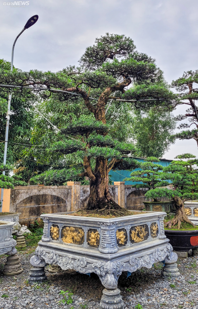 Chiêm ngưỡng những gốc tùng la hán được 'hét' giá hàng trăm triệu dịp sát Tết - 17