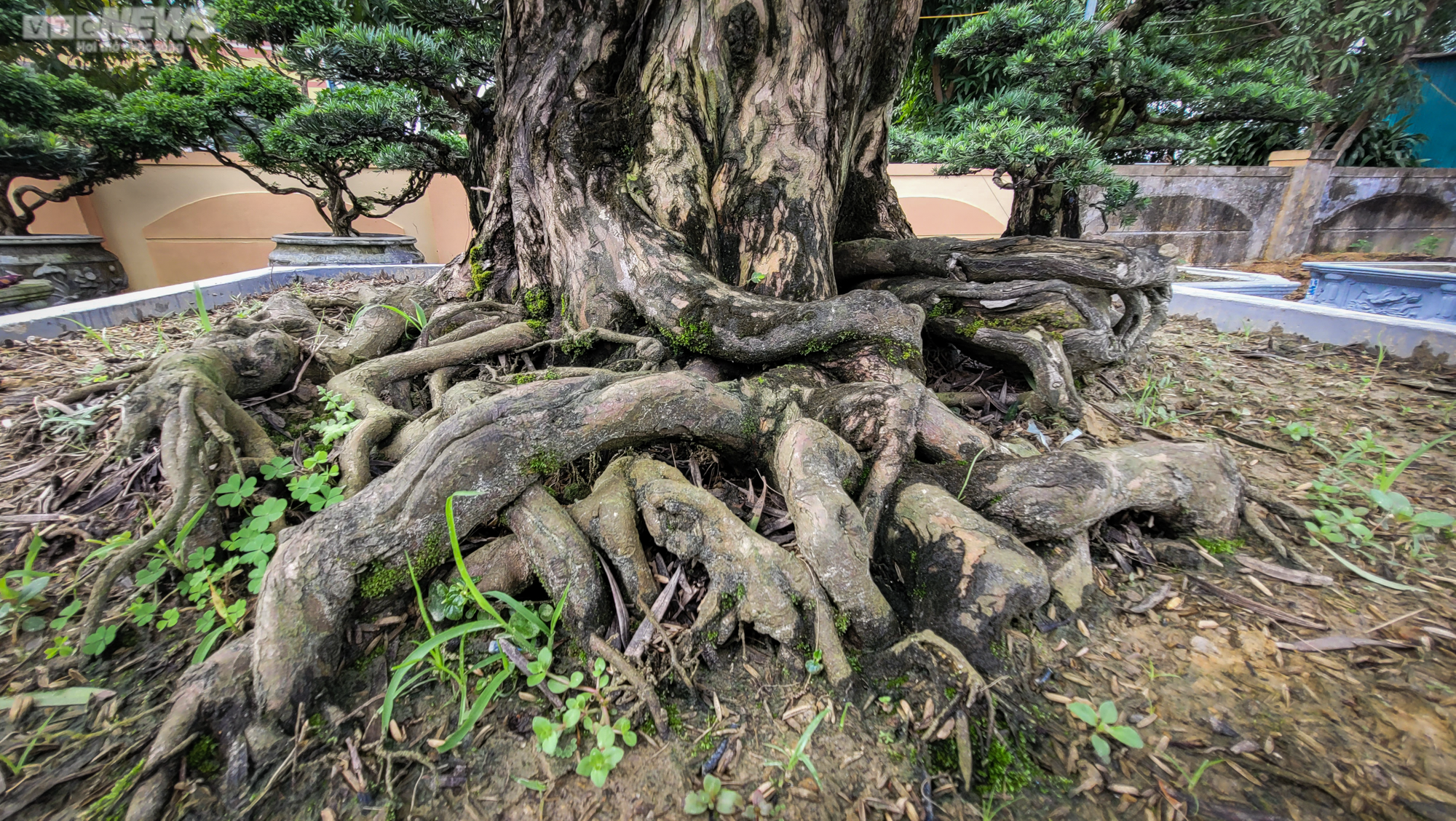 Chiêm ngưỡng những gốc tùng la hán được 'hét' giá hàng trăm triệu dịp sát Tết - 13