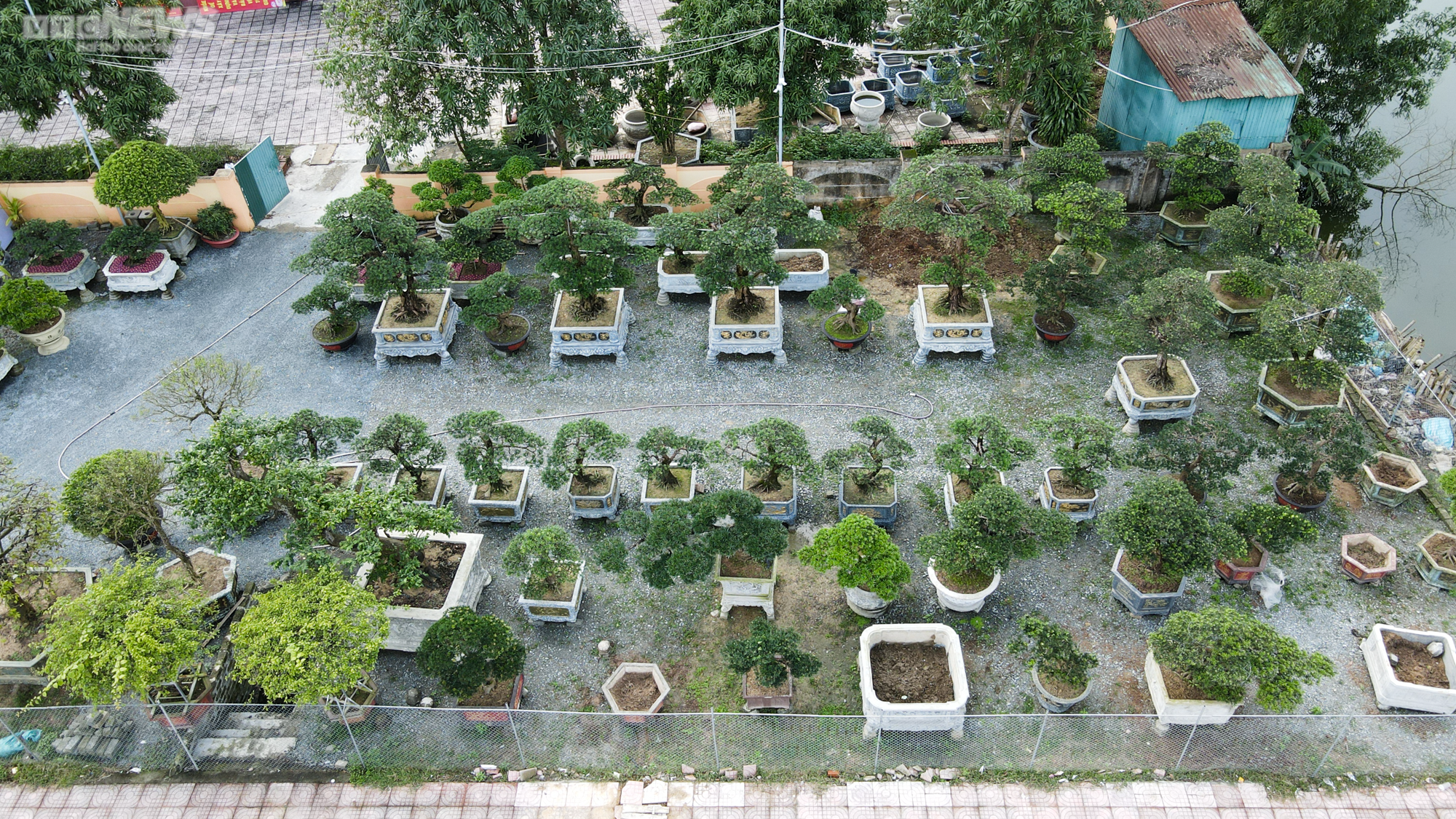 Chiêm ngưỡng những gốc tùng la hán được 'hét' giá hàng trăm triệu dịp sát Tết - 1