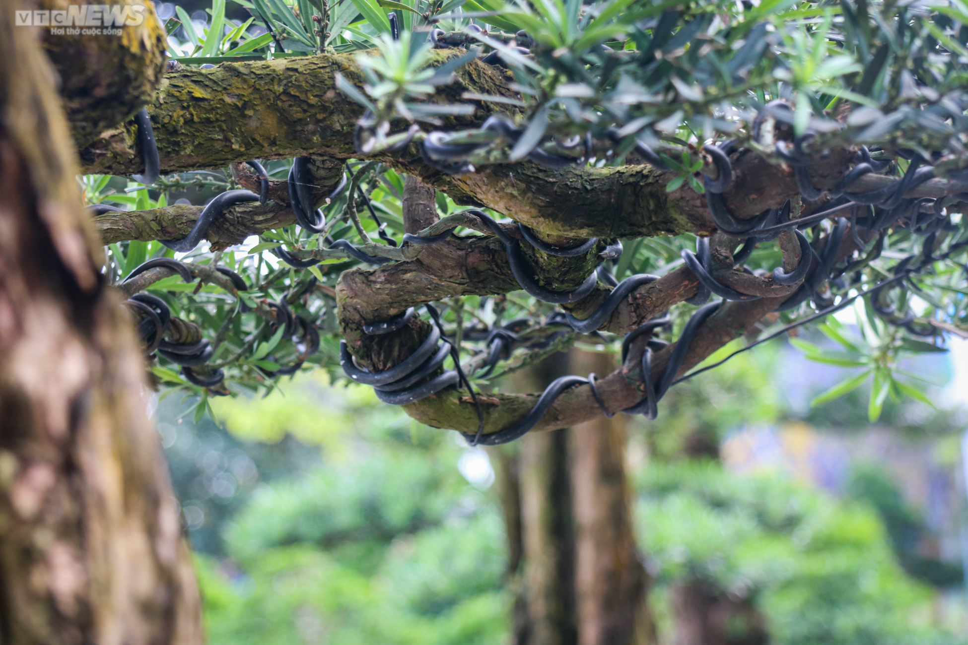 Chiêm ngưỡng những gốc tùng la hán được 'hét' giá hàng trăm triệu dịp sát Tết - 9