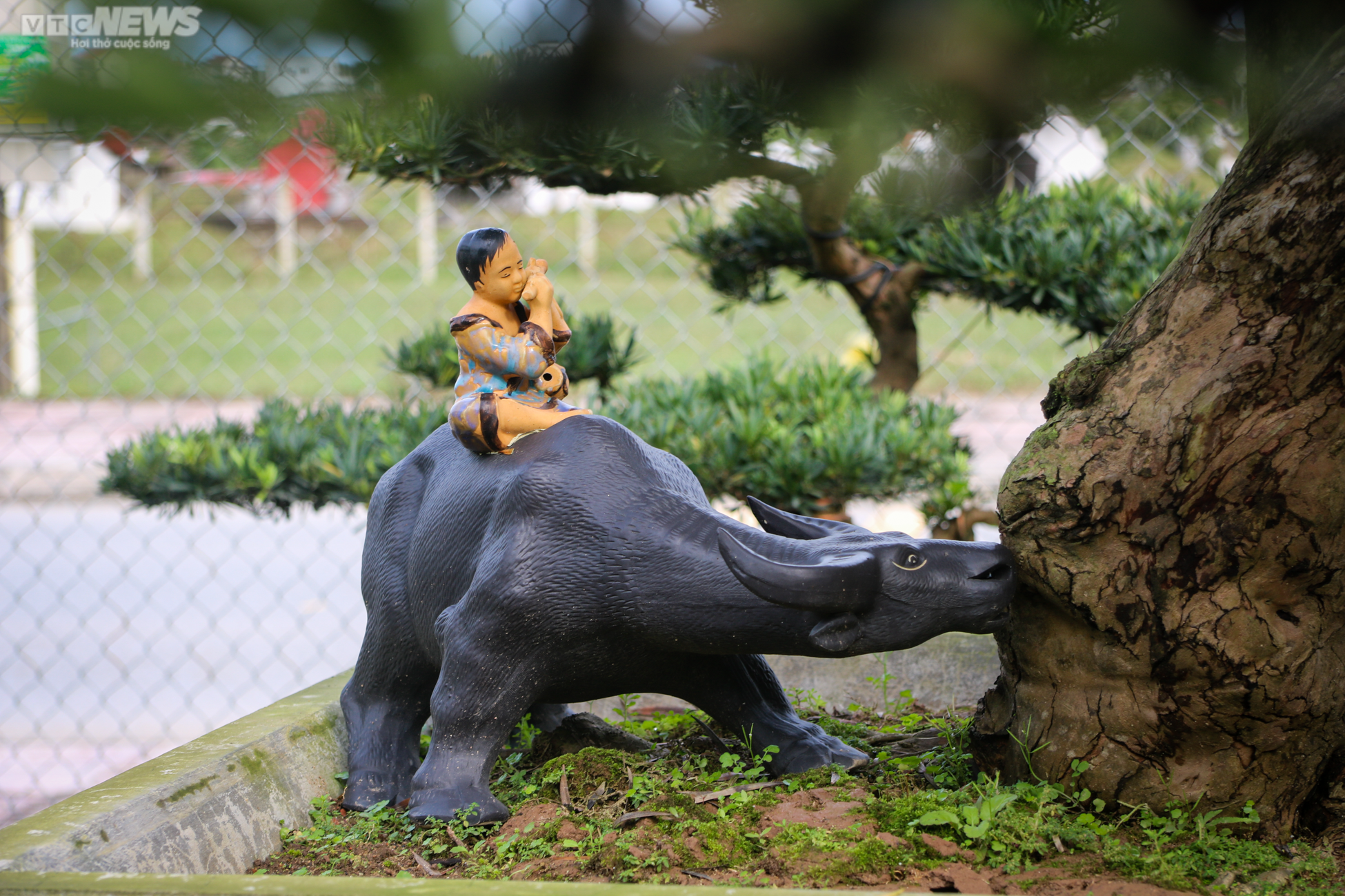 Chiêm ngưỡng những gốc tùng la hán được 'hét' giá hàng trăm triệu dịp sát Tết - 15