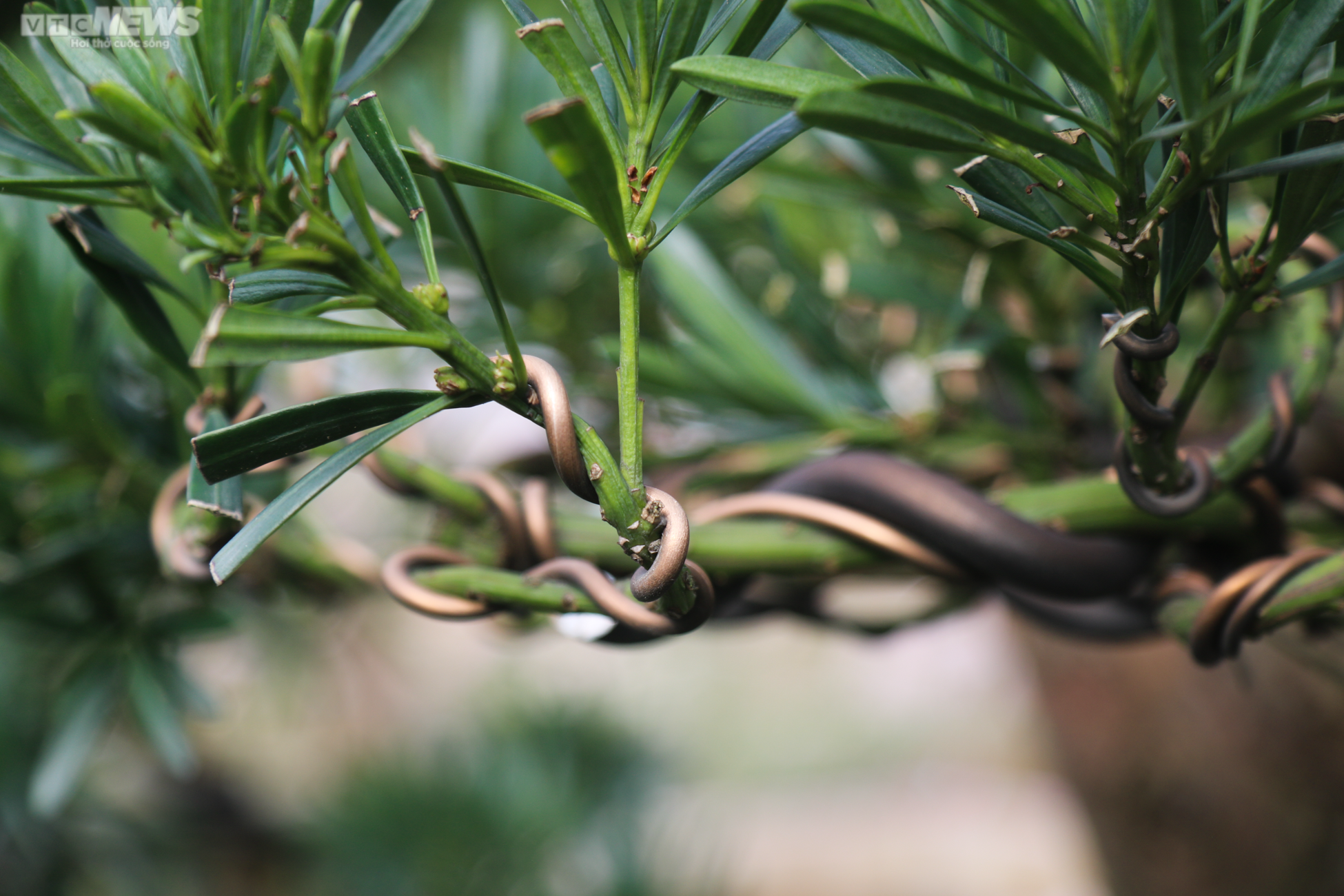 Chiêm ngưỡng những gốc tùng la hán được 'hét' giá hàng trăm triệu dịp sát Tết - 8