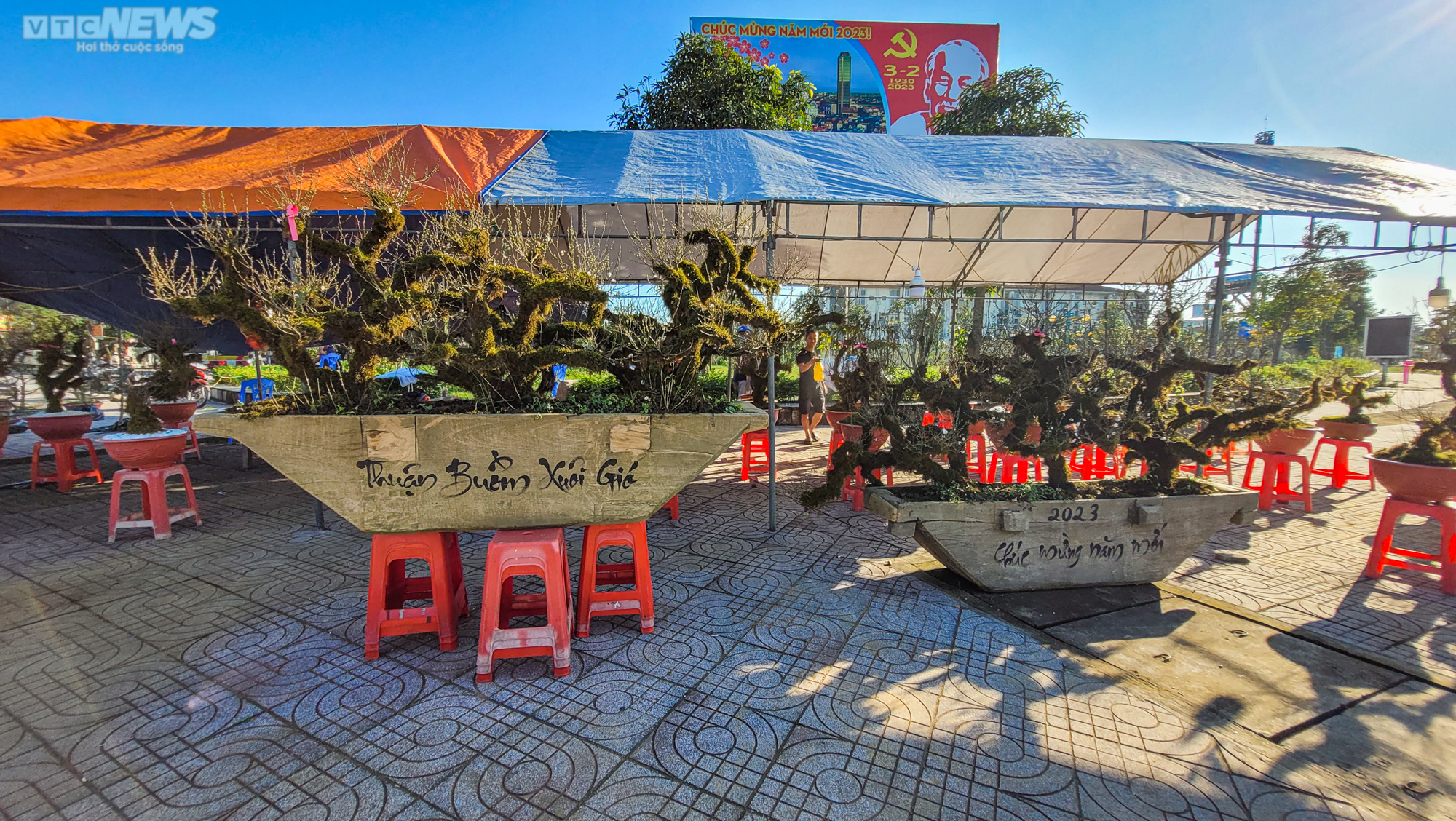 Độc lạ nhất chi mai trồng trong thuyền gỗ hút khách mua chơi Tết - 1