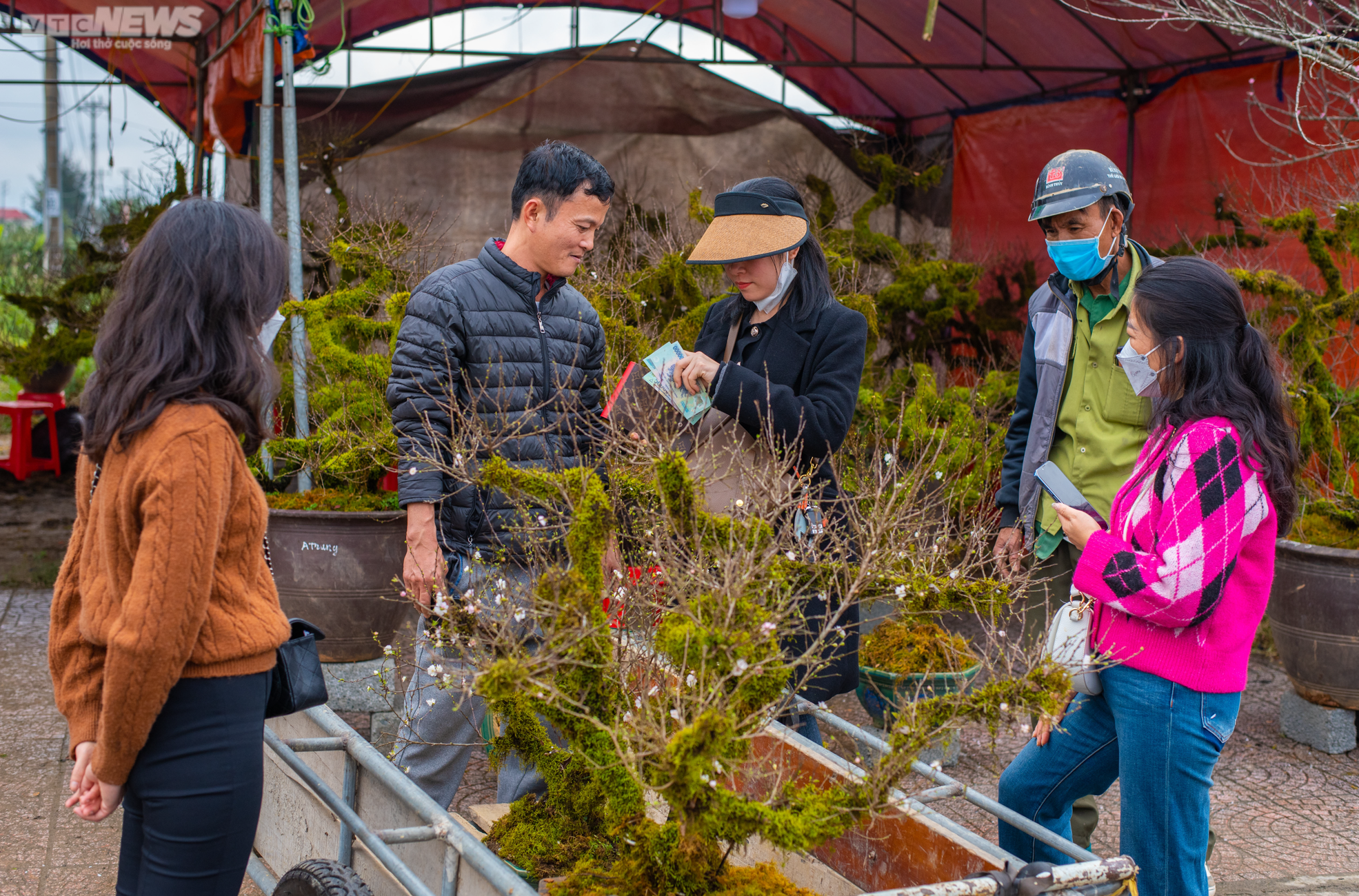 Độc lạ nhất chi mai trồng trong thuyền gỗ hút khách mua chơi Tết - 15