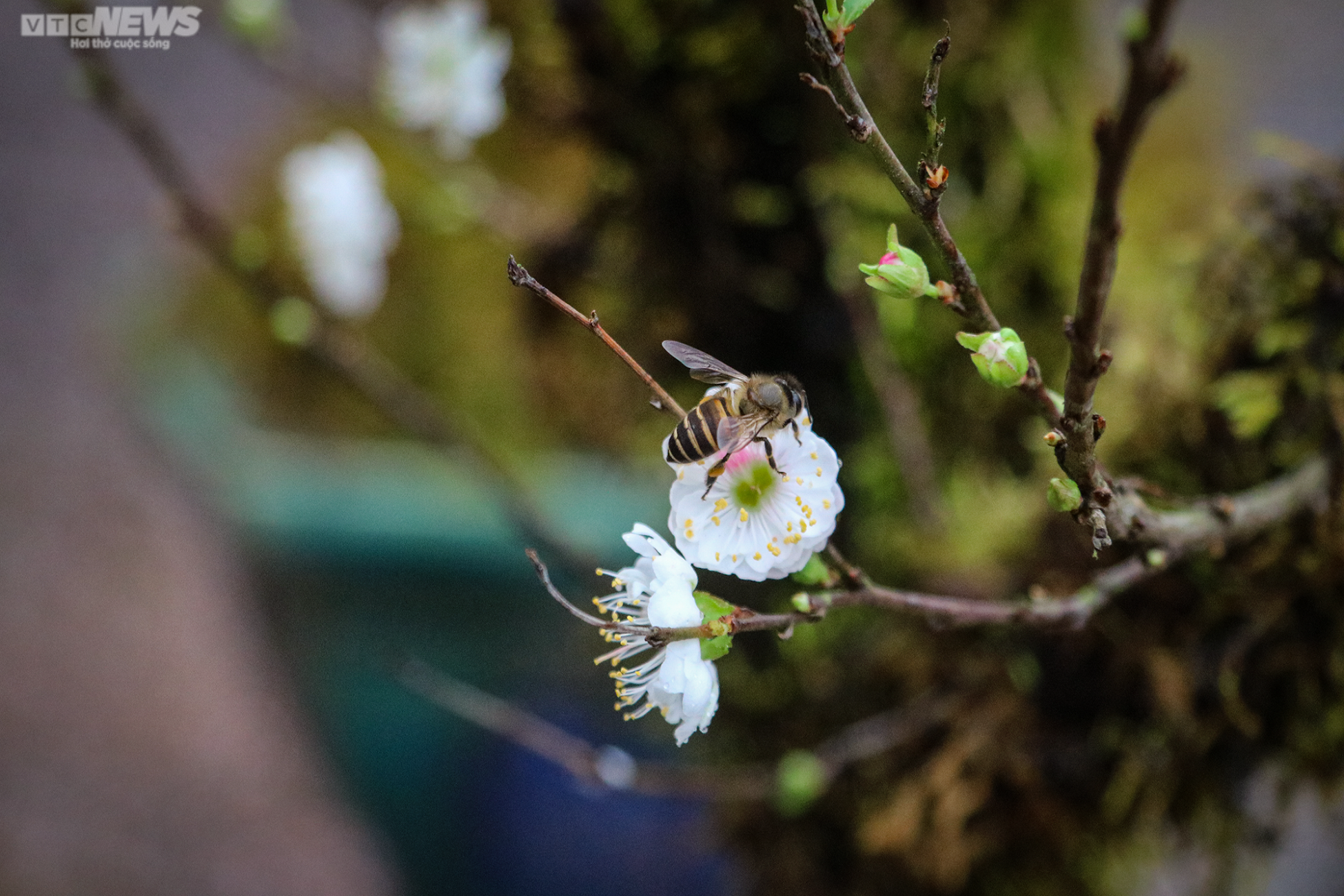 Độc lạ nhất chi mai trồng trong thuyền gỗ hút khách mua chơi Tết - 7