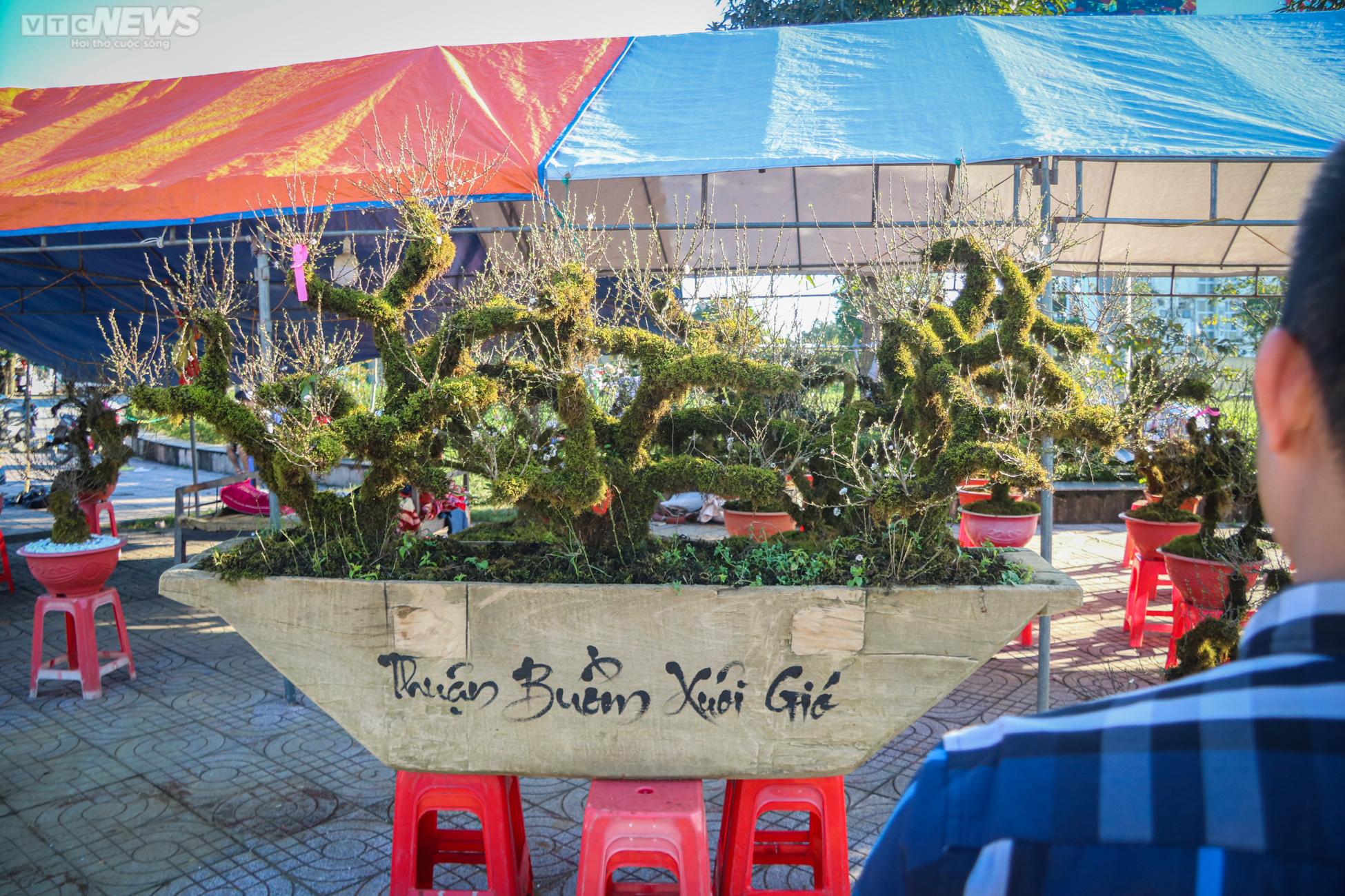 Độc lạ nhất chi mai trồng trong thuyền gỗ hút khách mua chơi Tết - 6