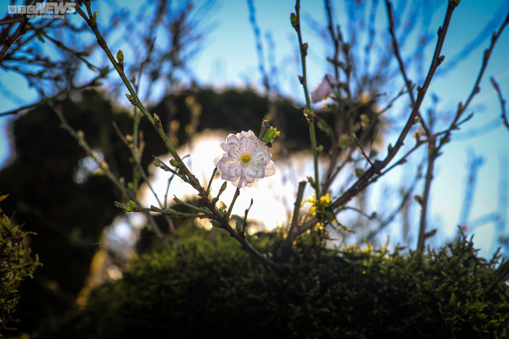 Độc lạ nhất chi mai trồng trong thuyền gỗ hút khách mua chơi Tết - 3