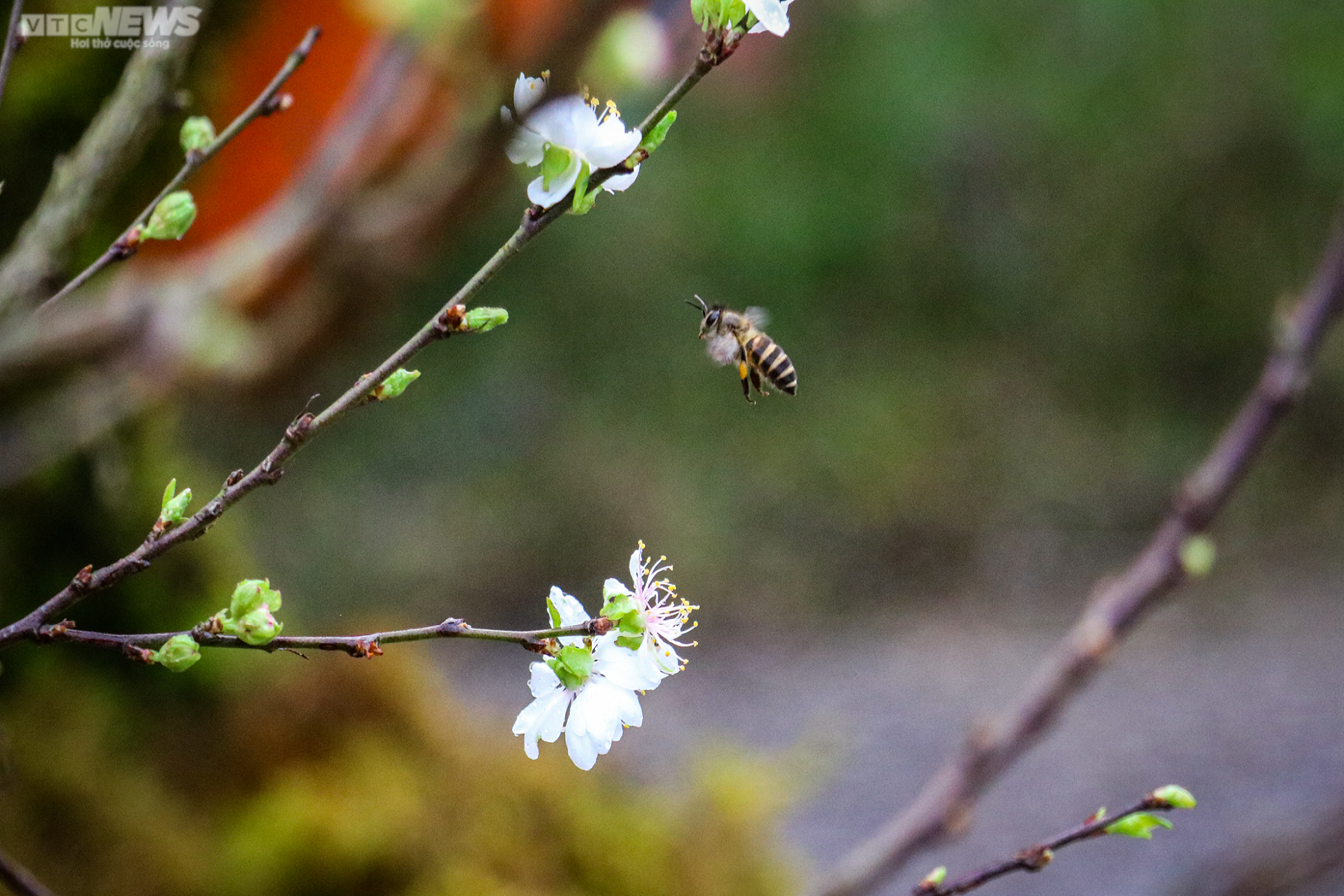 Độc lạ nhất chi mai trồng trong thuyền gỗ hút khách mua chơi Tết - 8