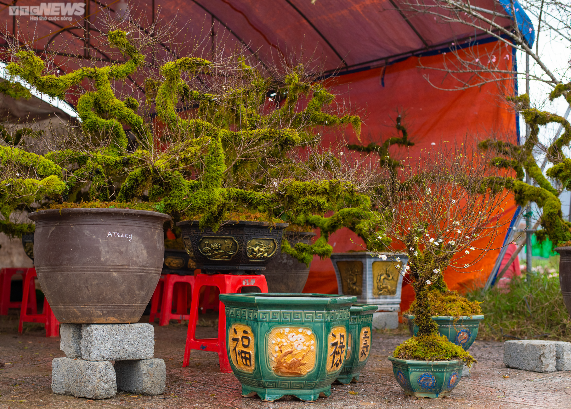 Độc lạ nhất chi mai trồng trong thuyền gỗ hút khách mua chơi Tết - 13