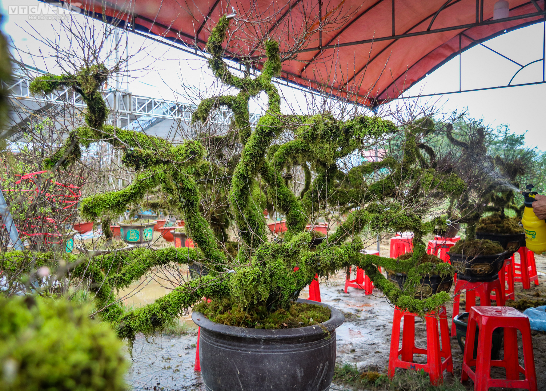 Độc lạ nhất chi mai trồng trong thuyền gỗ hút khách mua chơi Tết - 12