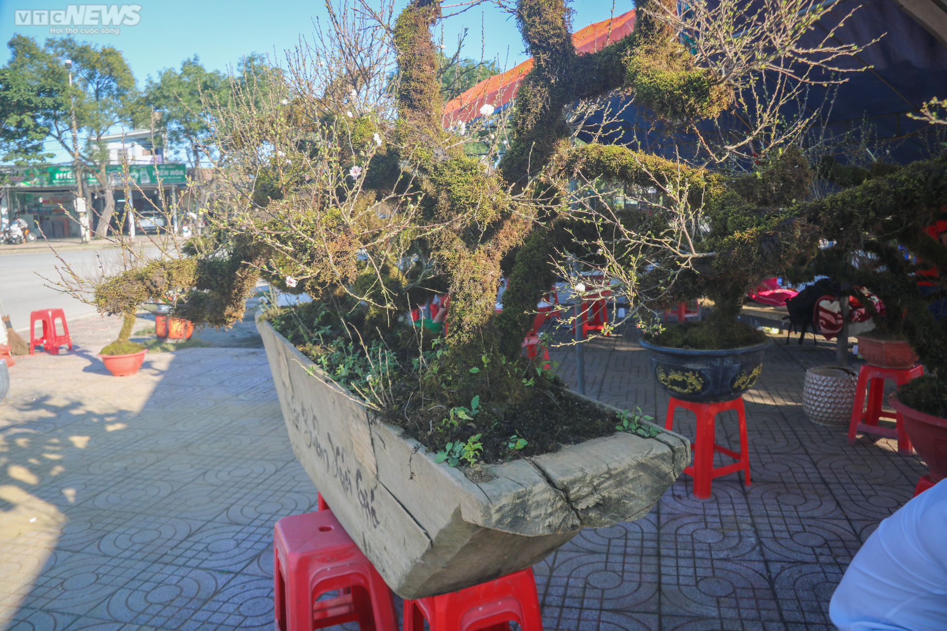 Độc lạ nhất chi mai trồng trong thuyền gỗ hút khách mua chơi Tết - 4