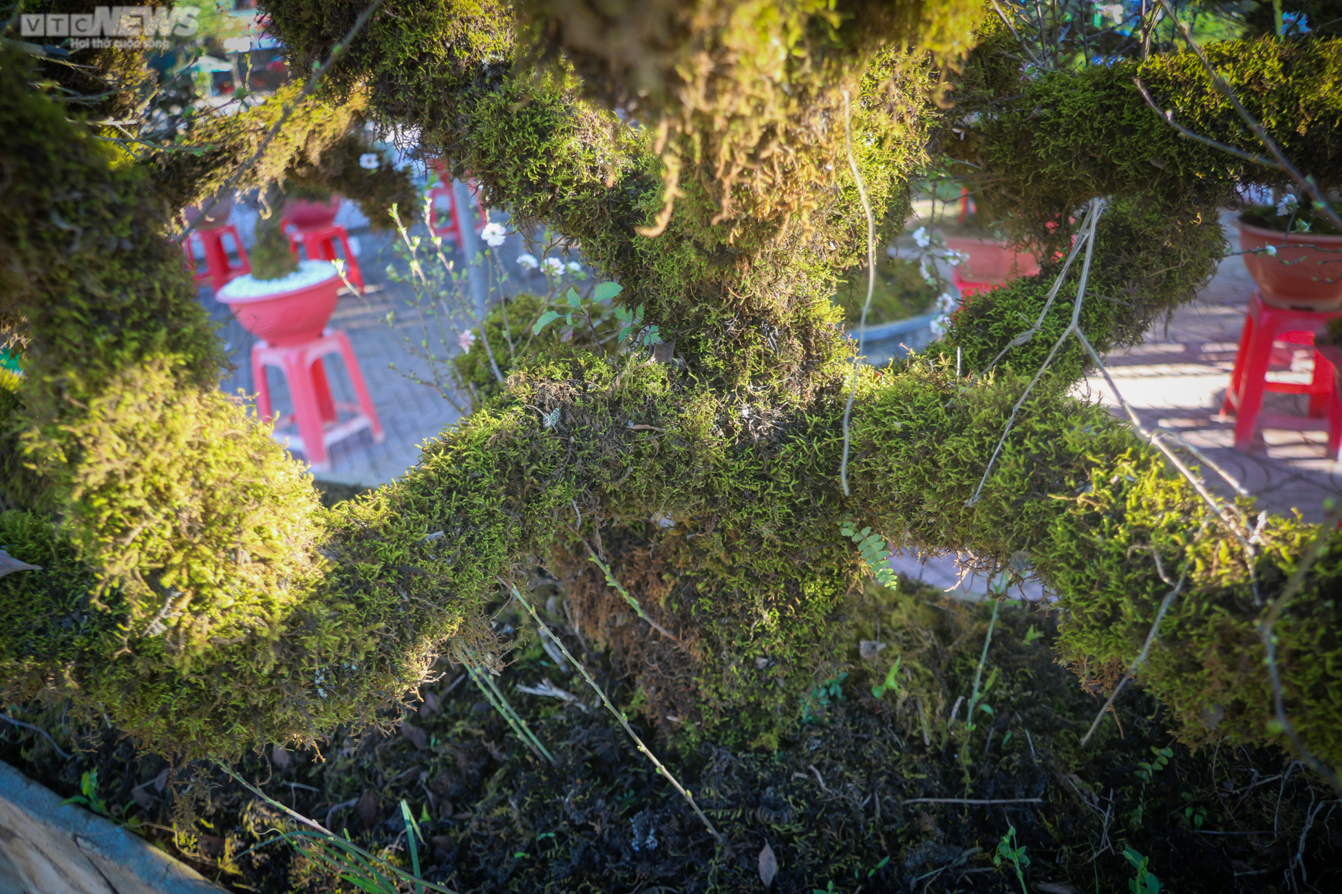 Độc lạ nhất chi mai trồng trong thuyền gỗ hút khách mua chơi Tết - 5