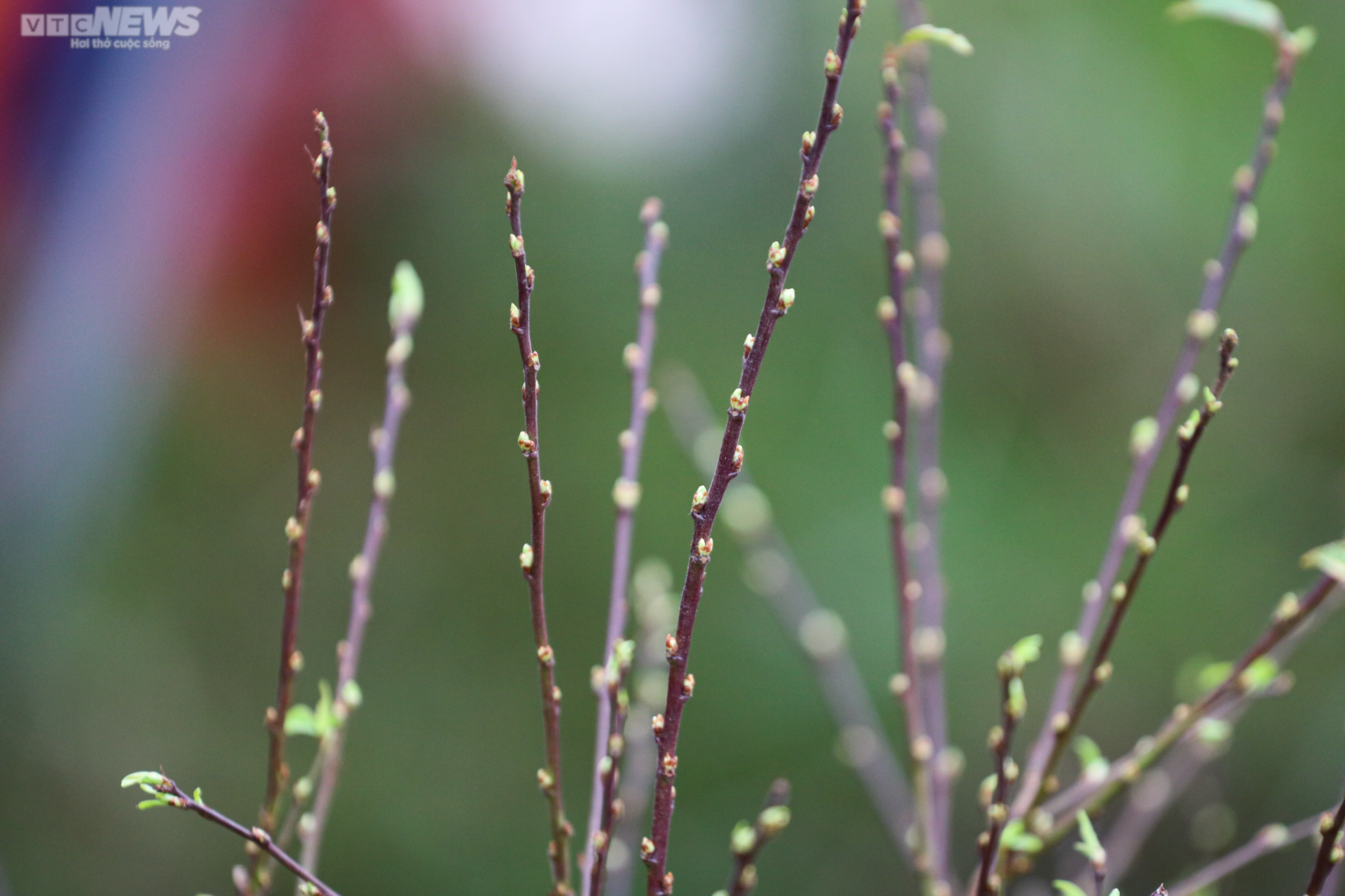 Độc lạ nhất chi mai trồng trong thuyền gỗ hút khách mua chơi Tết - 11