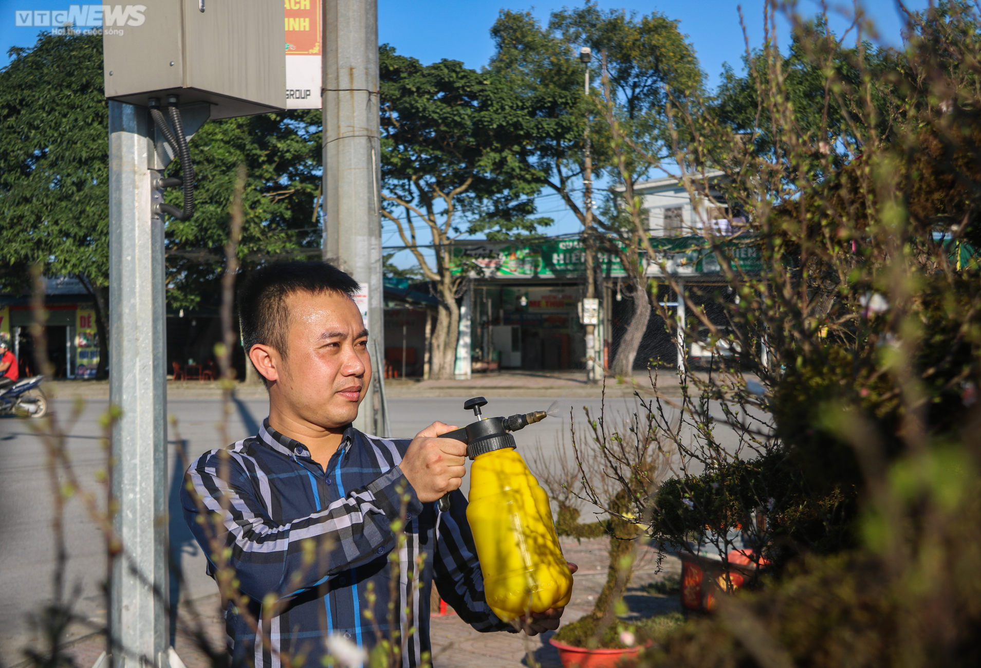 Độc lạ nhất chi mai trồng trong thuyền gỗ hút khách mua chơi Tết - 2