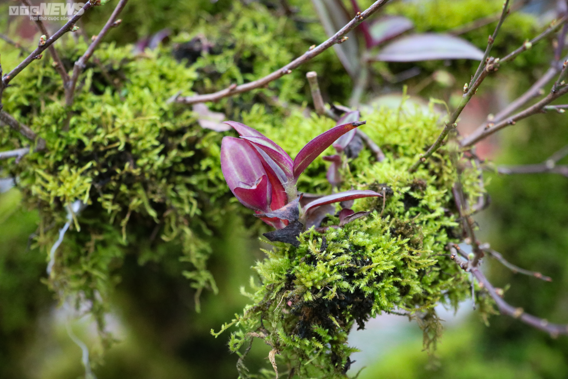 Độc lạ nhất chi mai trồng trong thuyền gỗ hút khách mua chơi Tết - 10