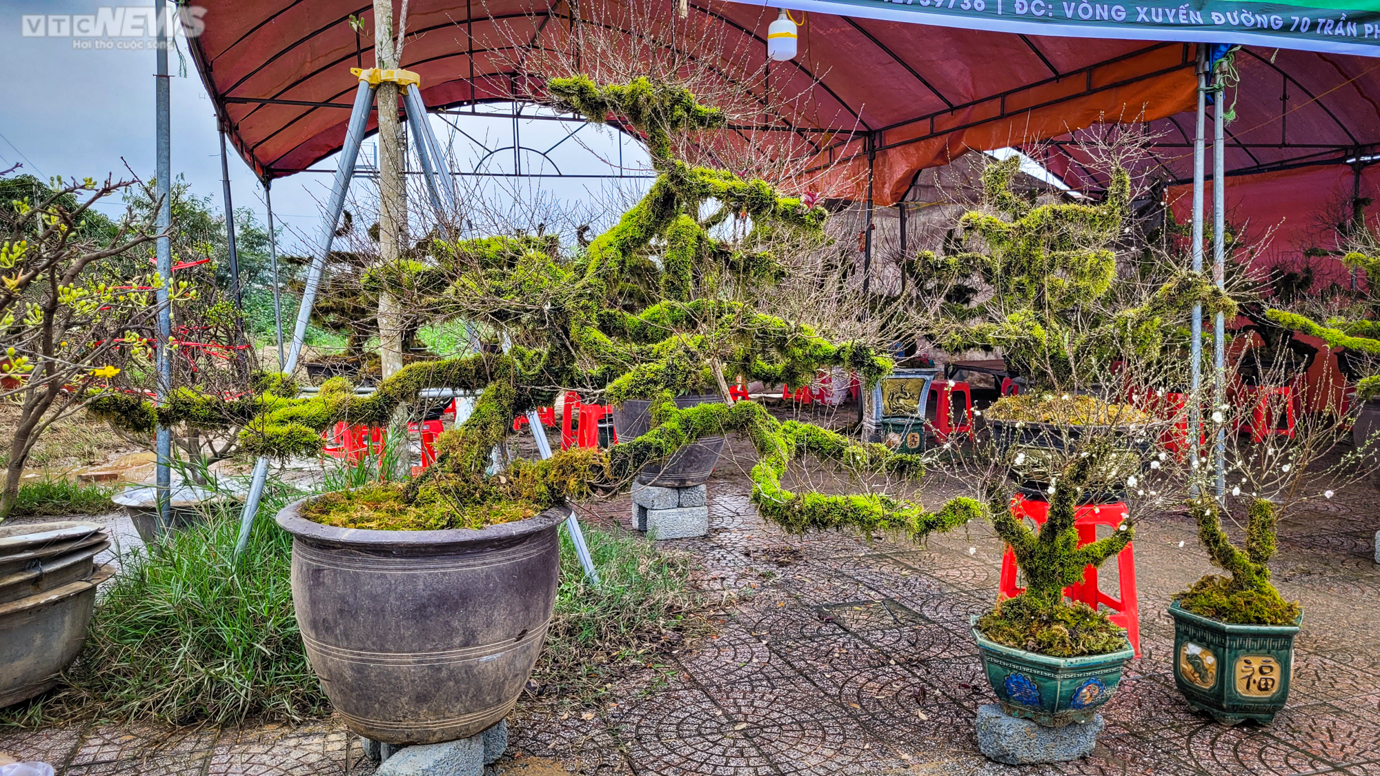 Độc lạ nhất chi mai trồng trong thuyền gỗ hút khách mua chơi Tết - 14