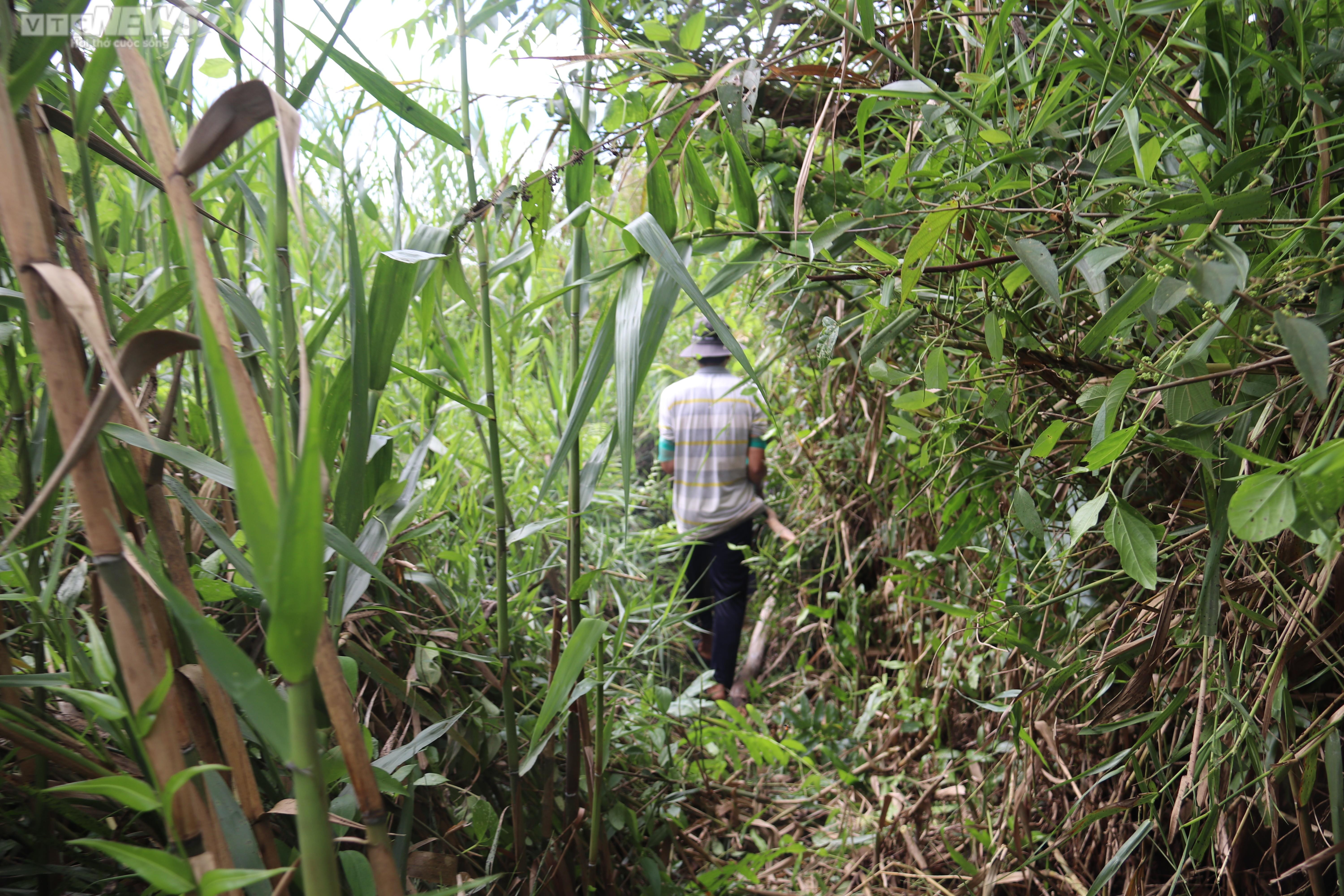 Theo chân thợ gác kèo ong rừng U Minh Hạ - 2