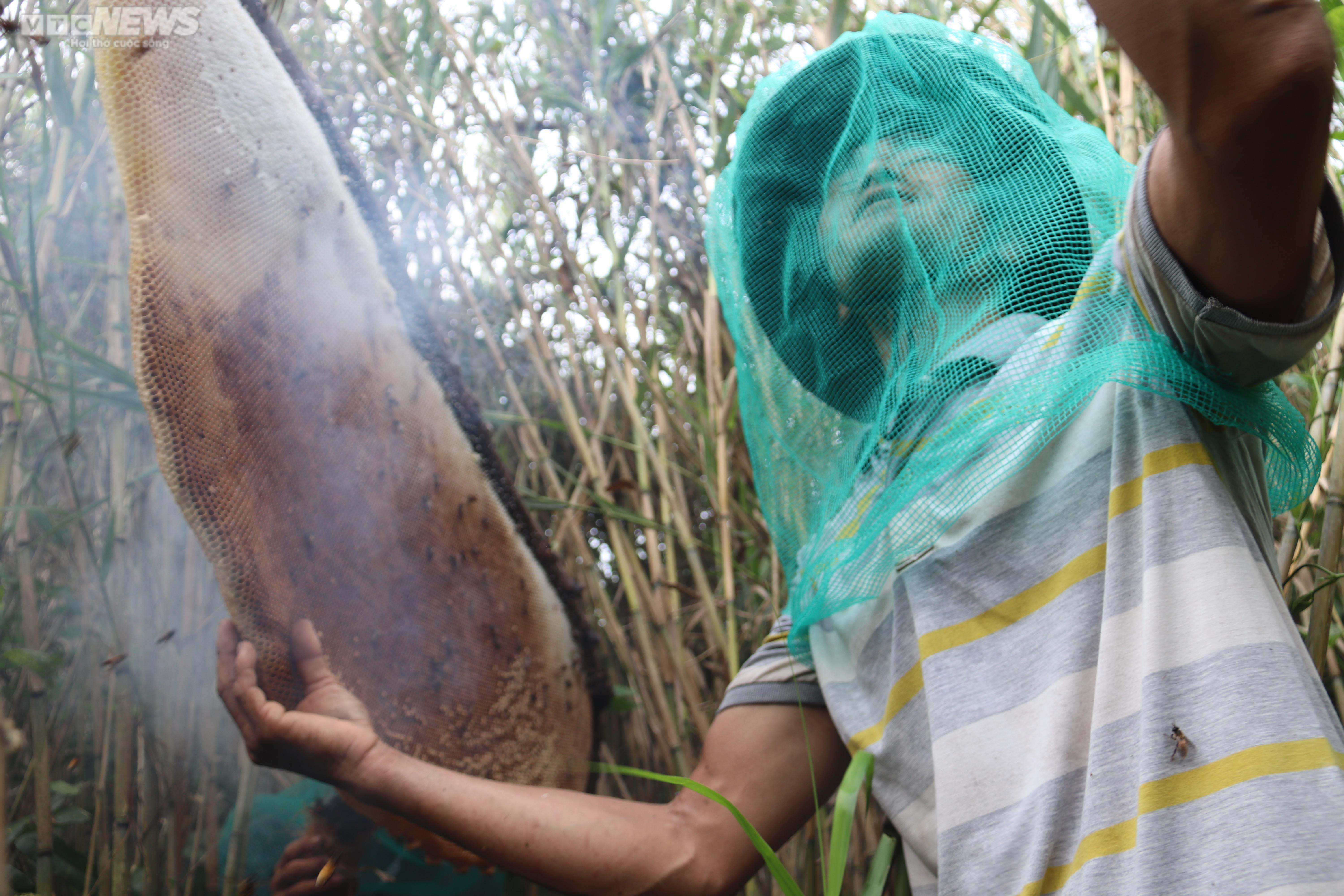 Theo chân thợ gác kèo ong rừng U Minh Hạ - 6