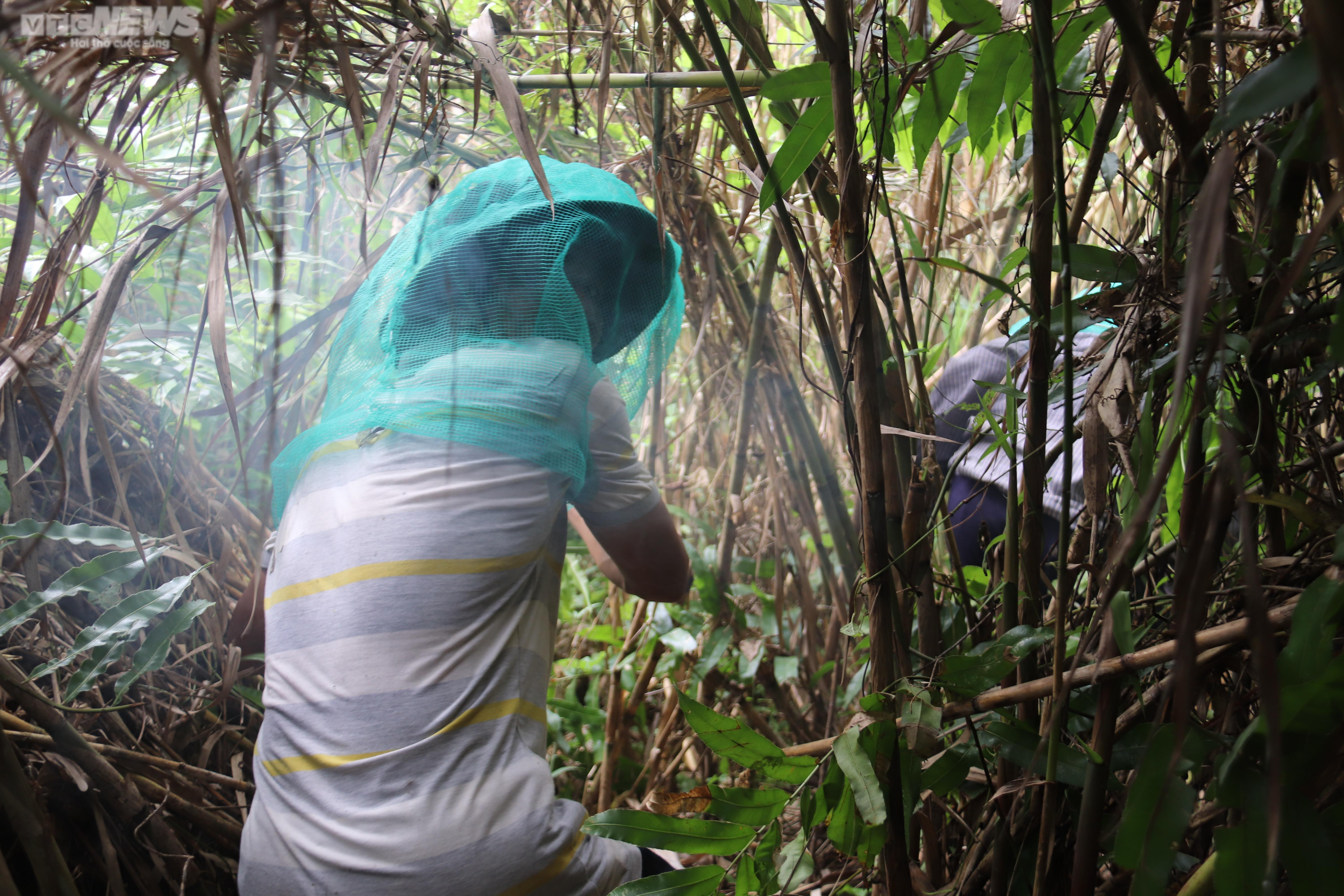 Theo chân thợ gác kèo ong rừng U Minh Hạ - 4
