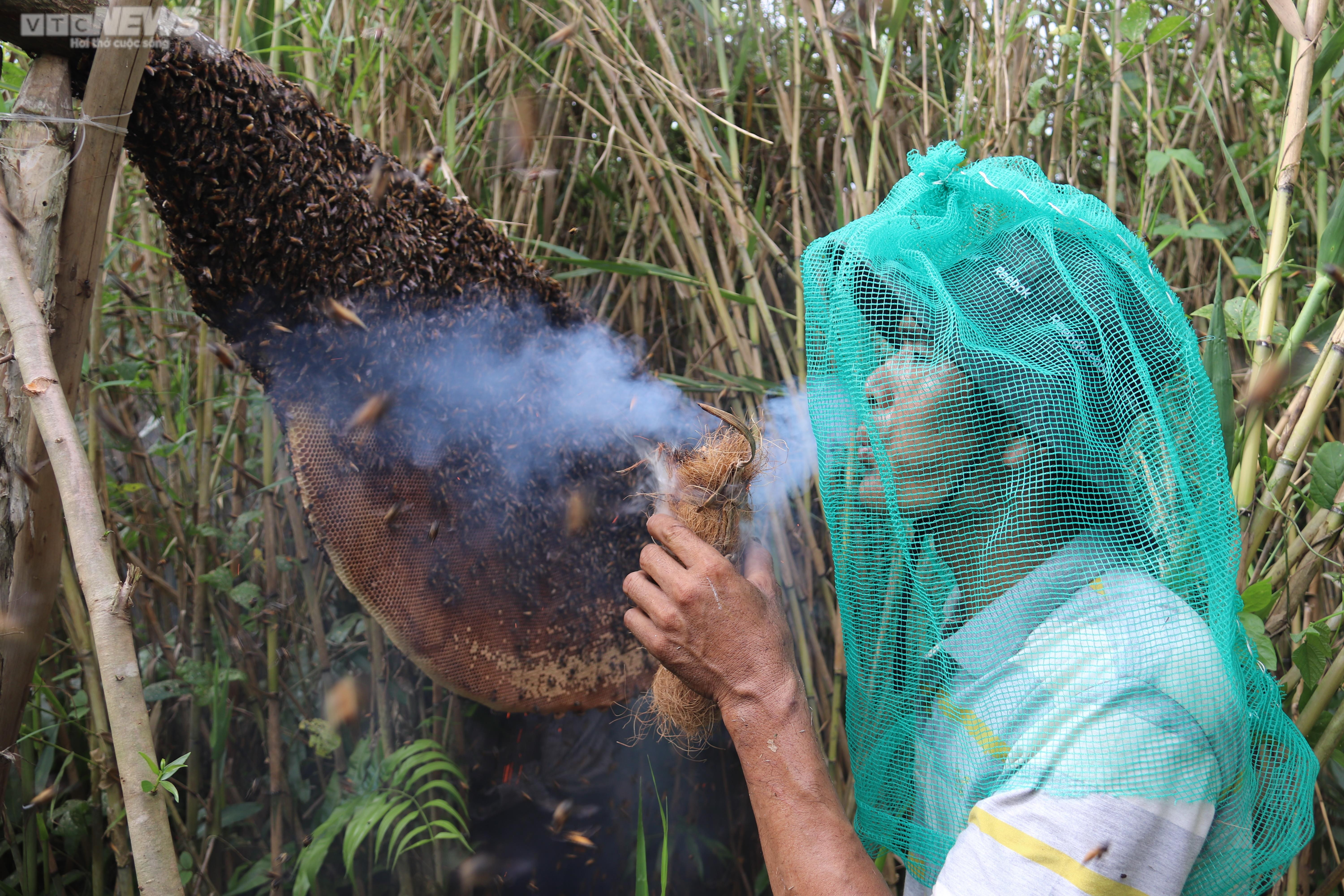 Theo chân thợ gác kèo ong rừng U Minh Hạ - 5