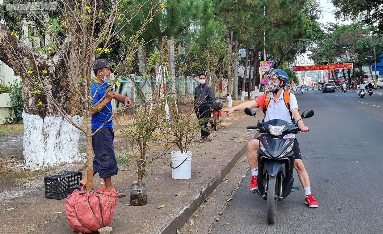 Mai rừng ùn ùn xuống phố, hút khách hỏi mua chơi Tết - 3