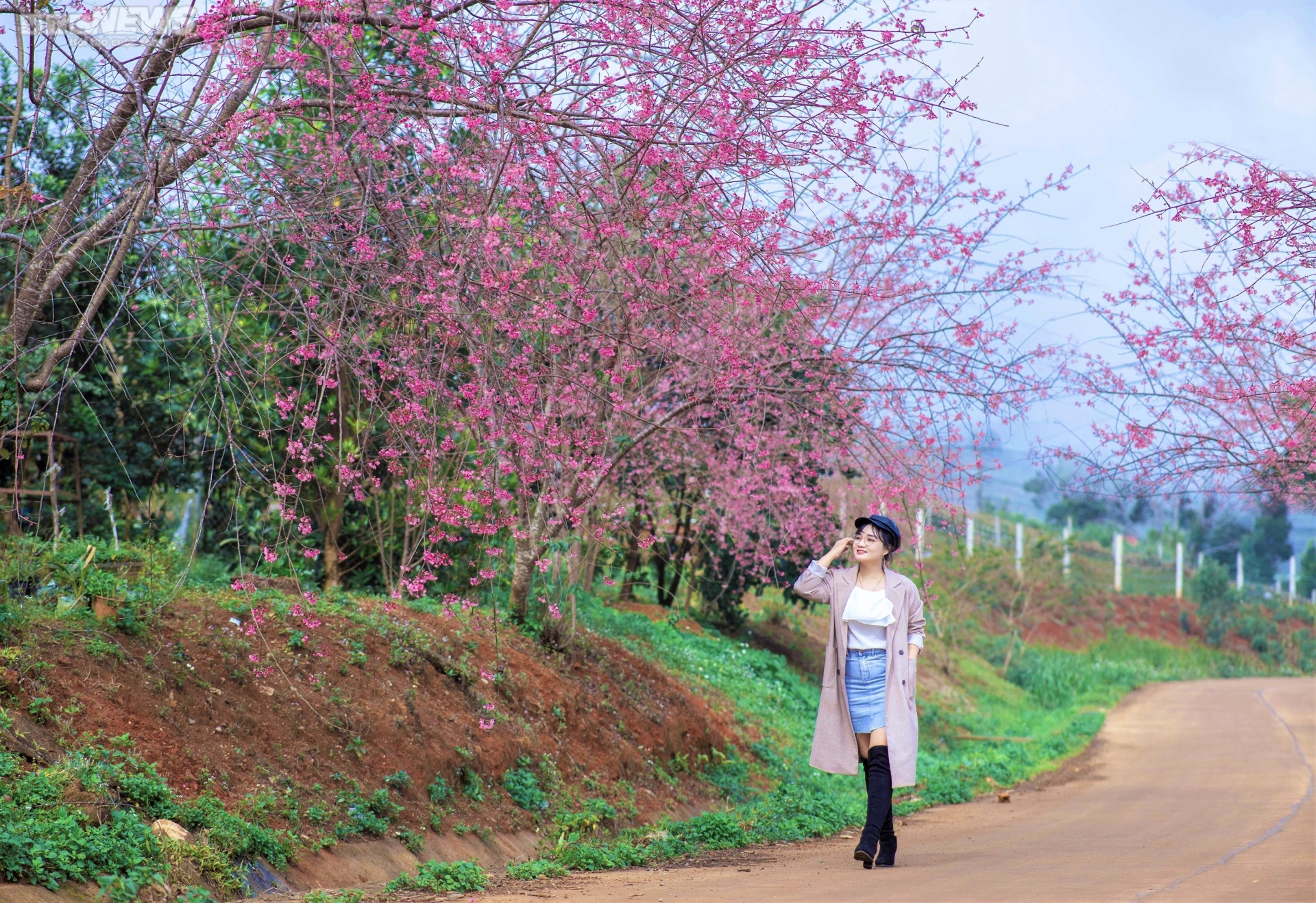 Ảnh: Mai anh đào bung sắc thắm trên cao nguyên Măng Đen - 3