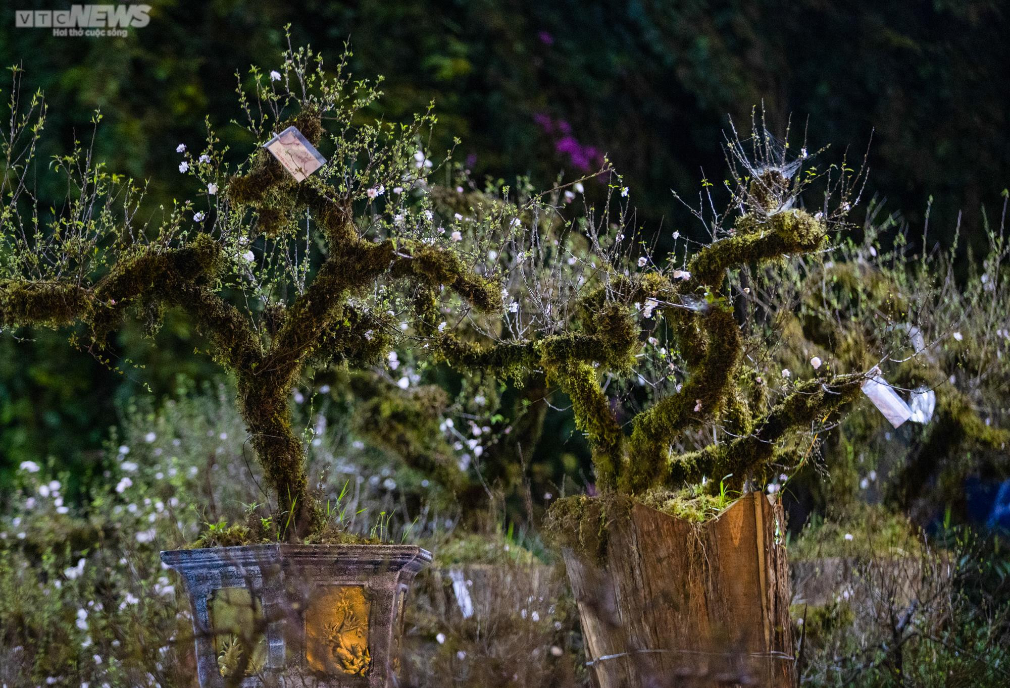 Tiểu thương trùm chăn dưới trời rét buốt, thấp thỏm trông cây cảnh qua đêm - 10