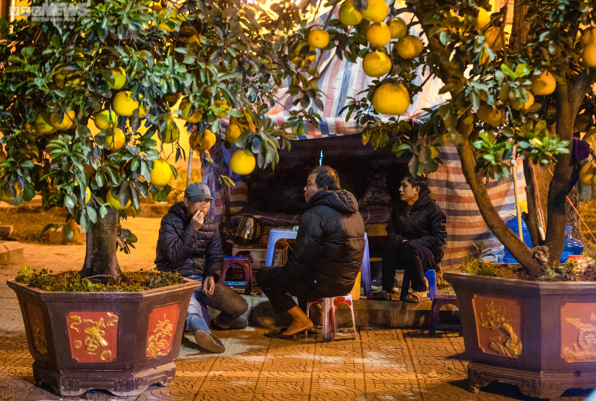 Tiểu thương trùm chăn dưới trời rét buốt, thấp thỏm trông cây cảnh qua đêm - 7