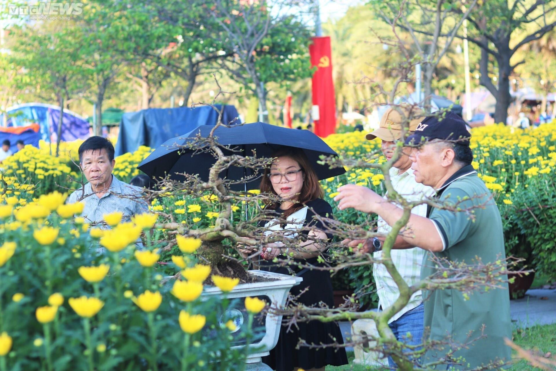 Bình Định: Mai đào khoe sắc thắm, thiếu nữ tỏa xuân thì - 10