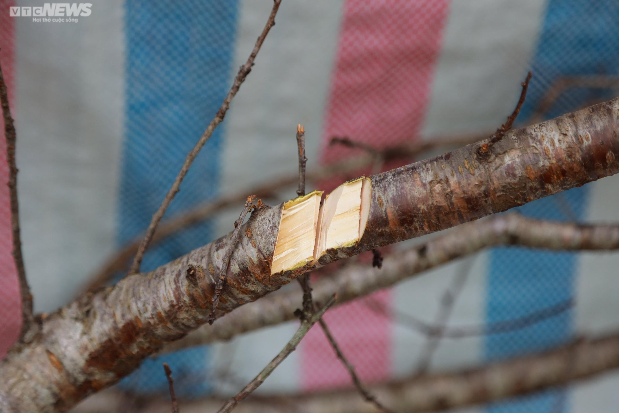Giảm giá kịch sàn không có người mua, tiểu thương ngậm ngùi chặt, đốt cành đào - 6