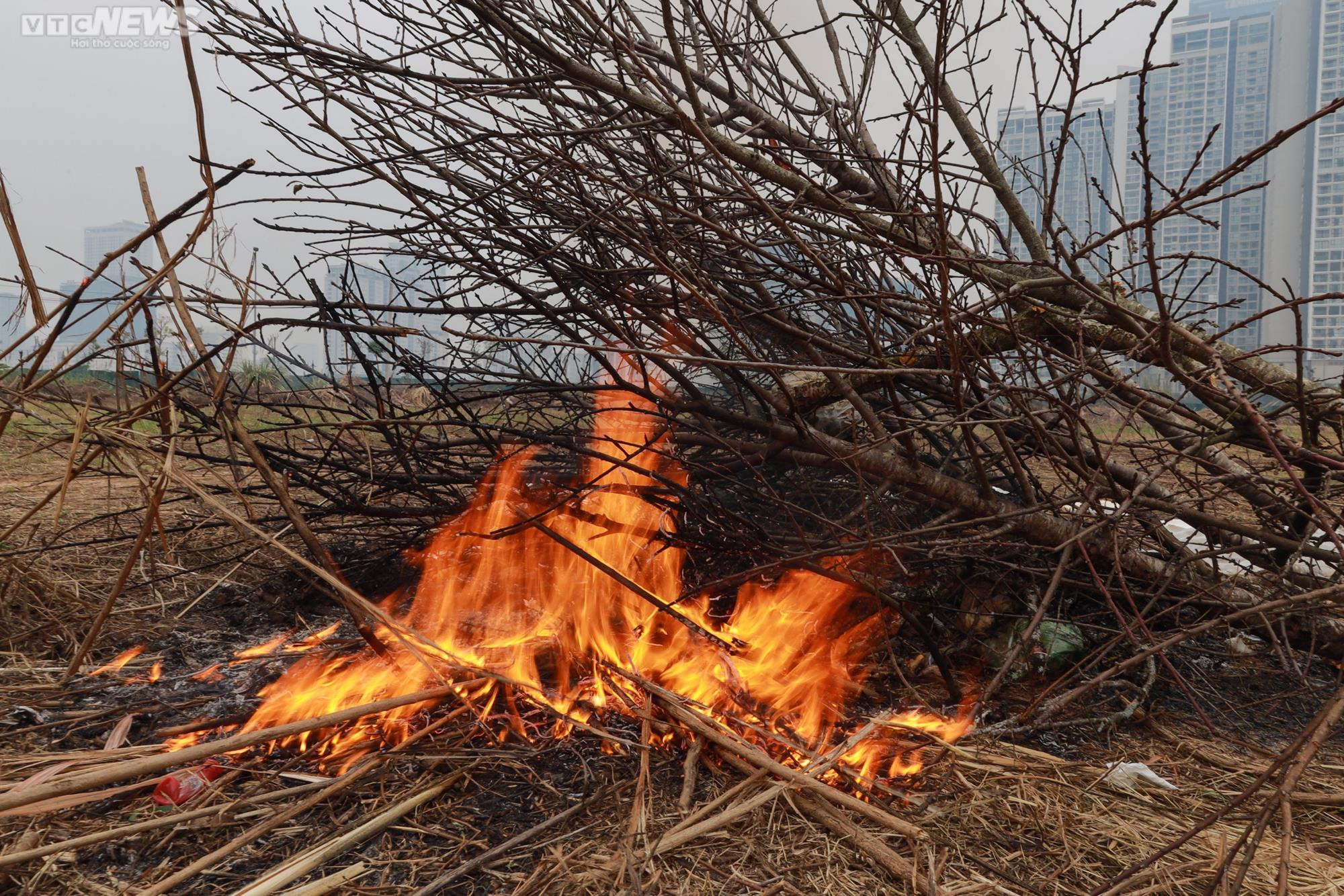 Giảm giá kịch sàn không có người mua, tiểu thương ngậm ngùi chặt, đốt cành đào - 10