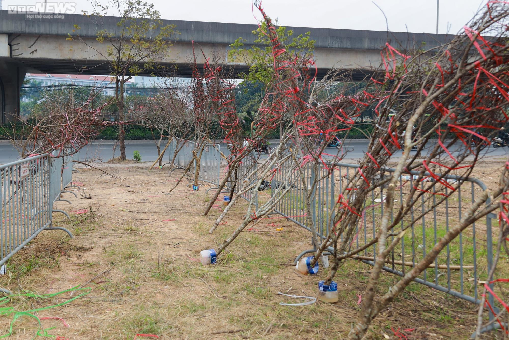 Giảm giá kịch sàn không có người mua, tiểu thương ngậm ngùi chặt, đốt cành đào - 2