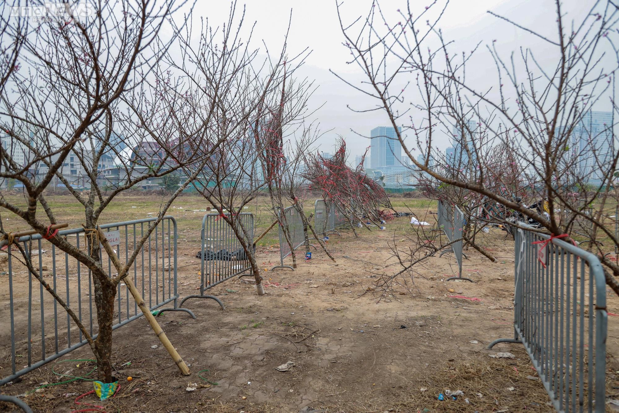 Giảm giá kịch sàn không có người mua, tiểu thương ngậm ngùi chặt, đốt cành đào - 1