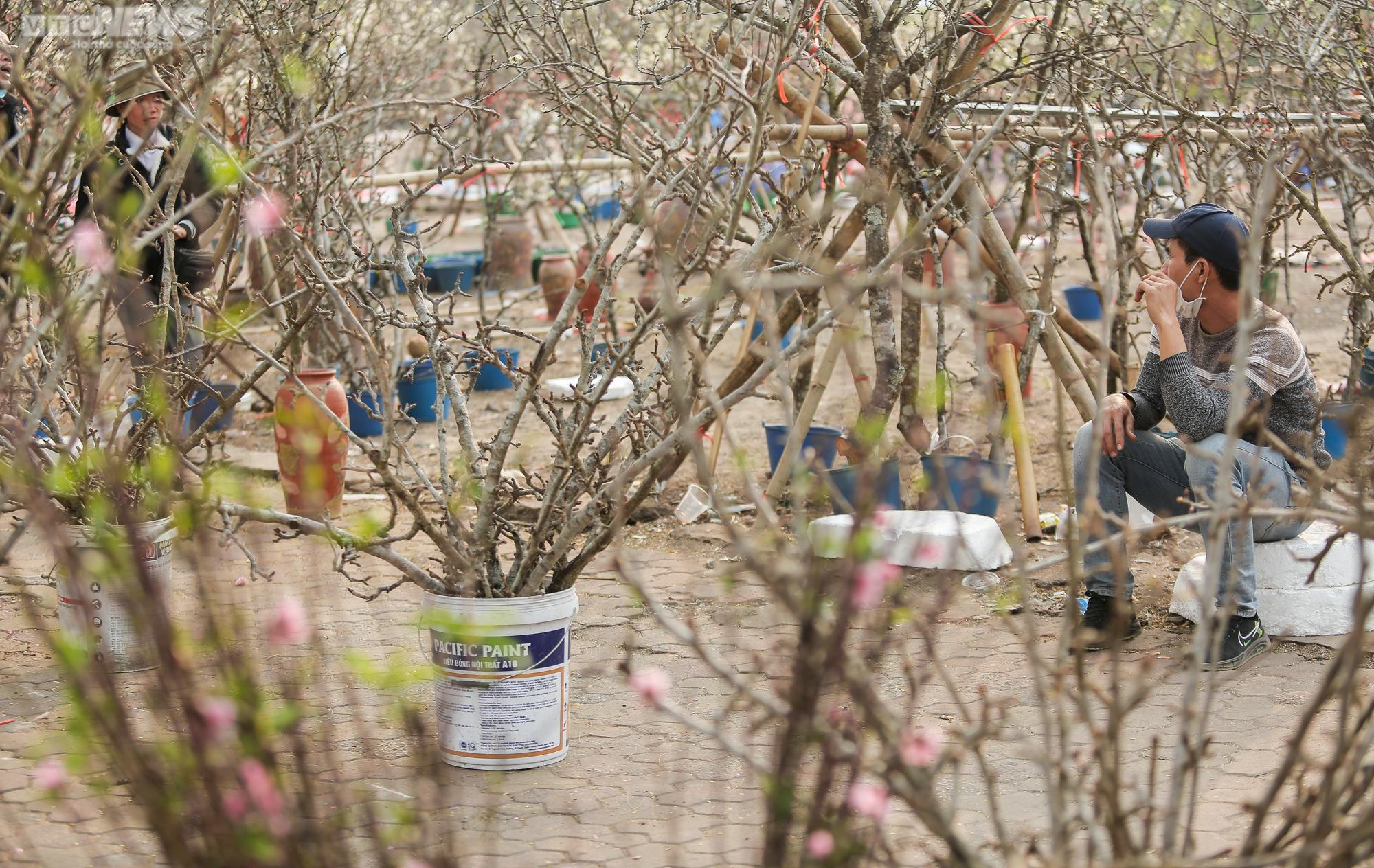 Người Hà Nội chi tiền triệu săn hoa lê rừng chơi sau Tết - 8