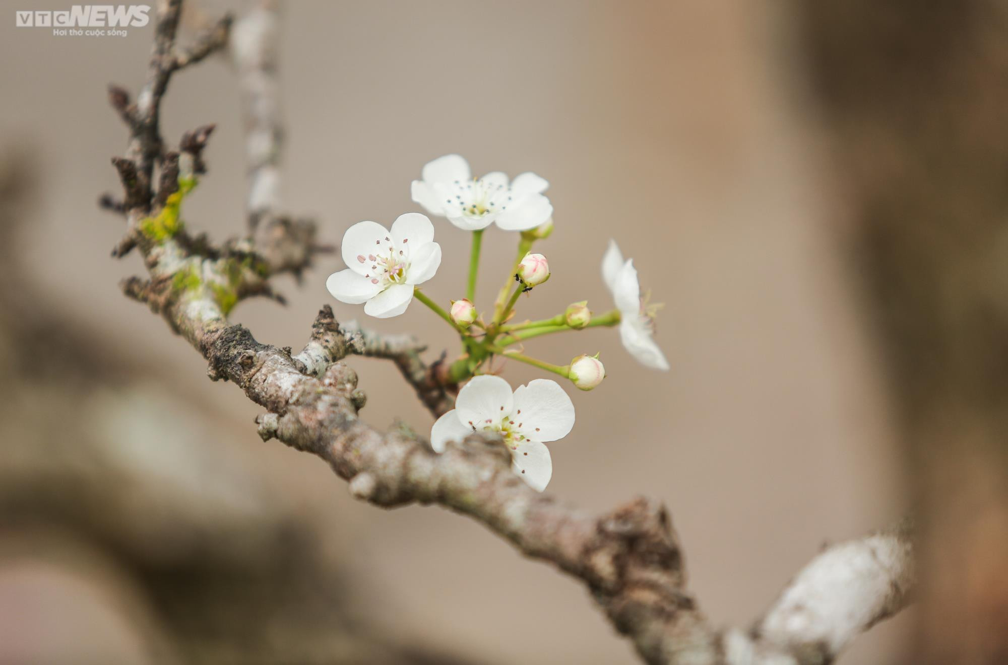 Người Hà Nội chi tiền triệu săn hoa lê rừng chơi sau Tết - 3