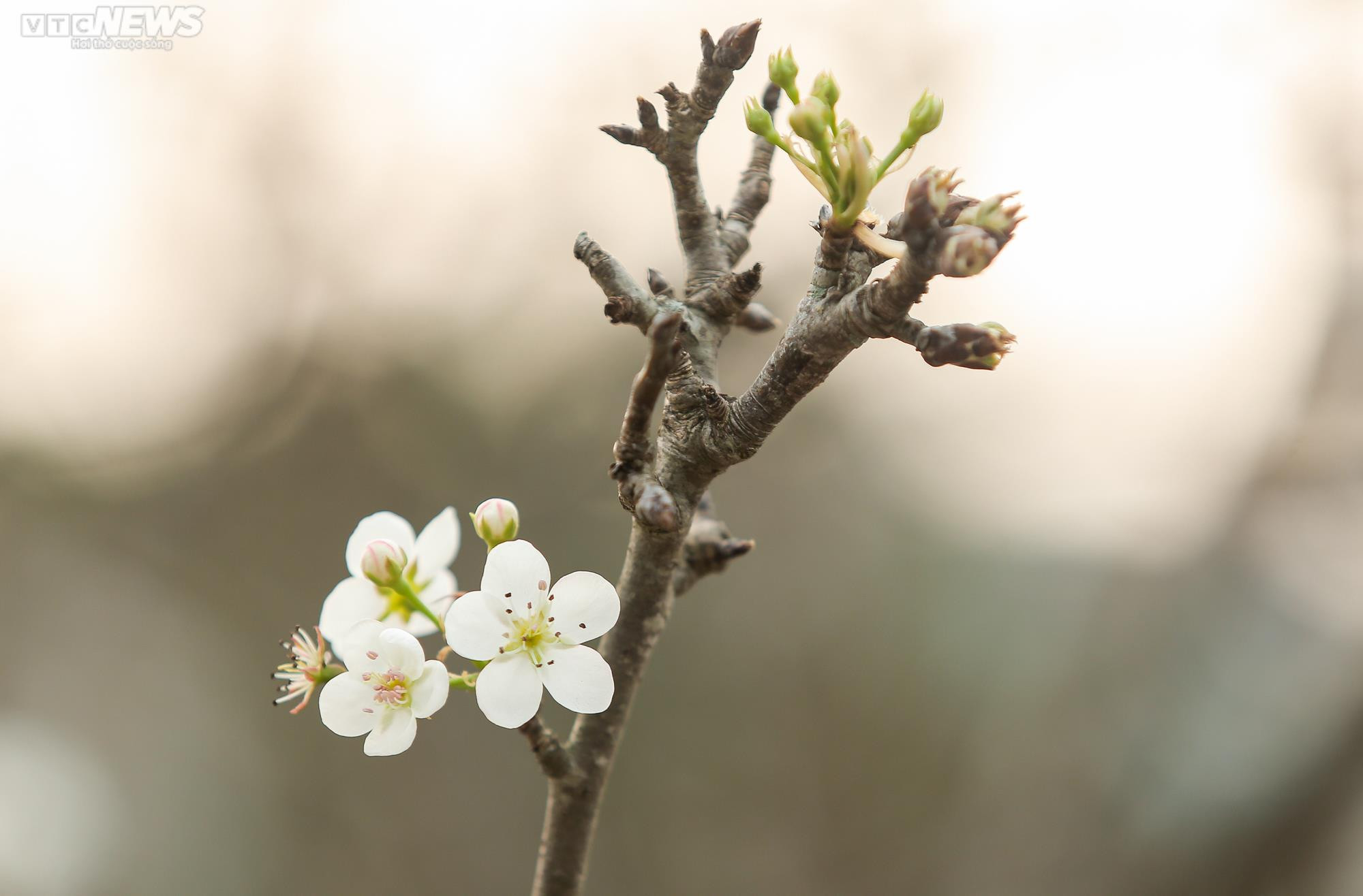 Người Hà Nội chi tiền triệu săn hoa lê rừng chơi sau Tết - 4