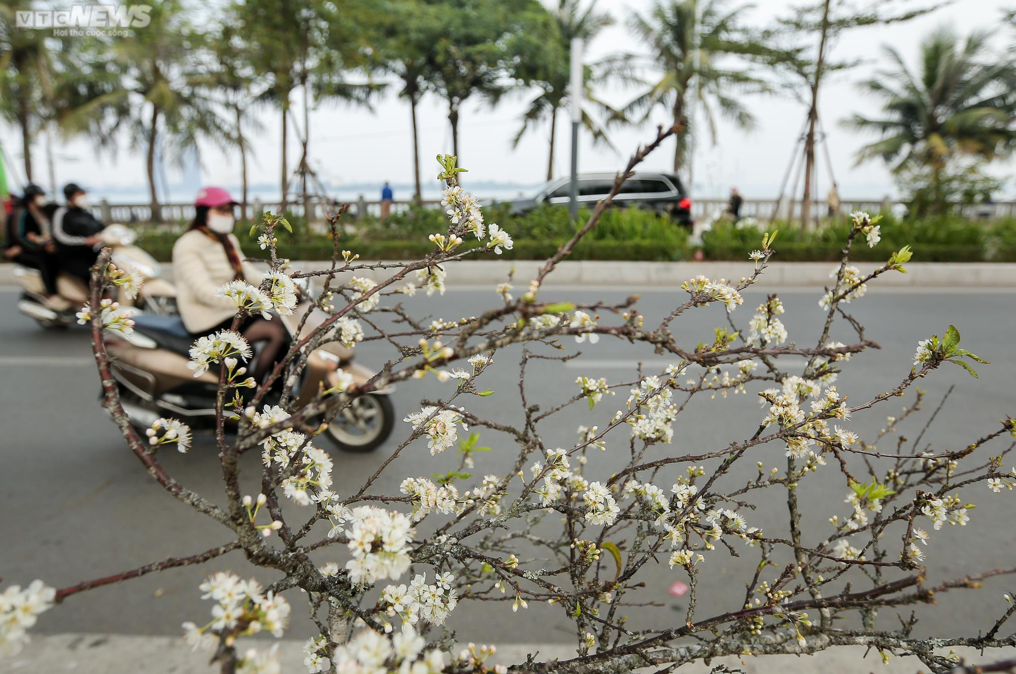 Người Hà Nội chi tiền triệu săn hoa lê rừng chơi sau Tết - 9