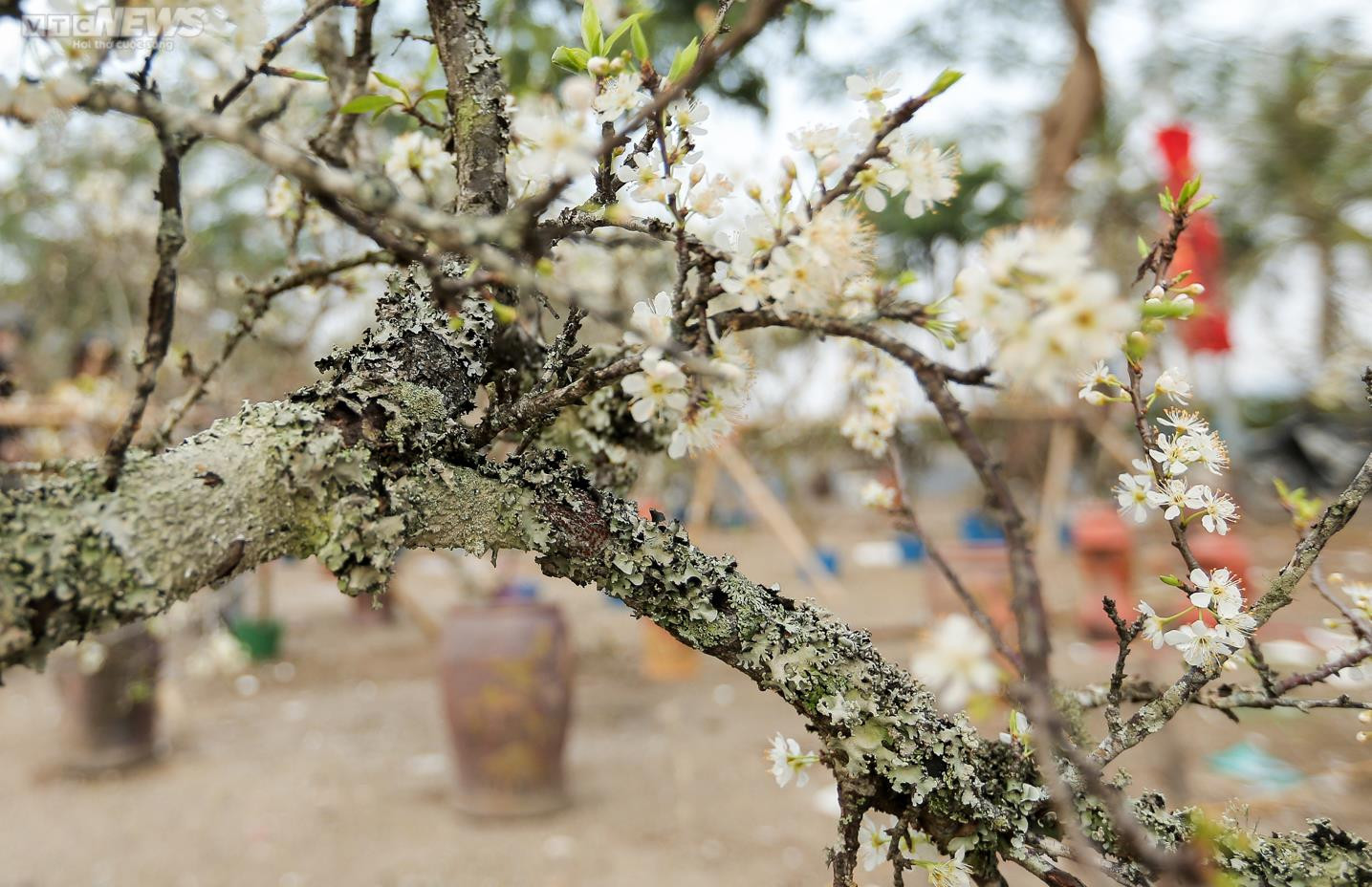 Người Hà Nội chi tiền triệu săn hoa lê rừng chơi sau Tết - 12