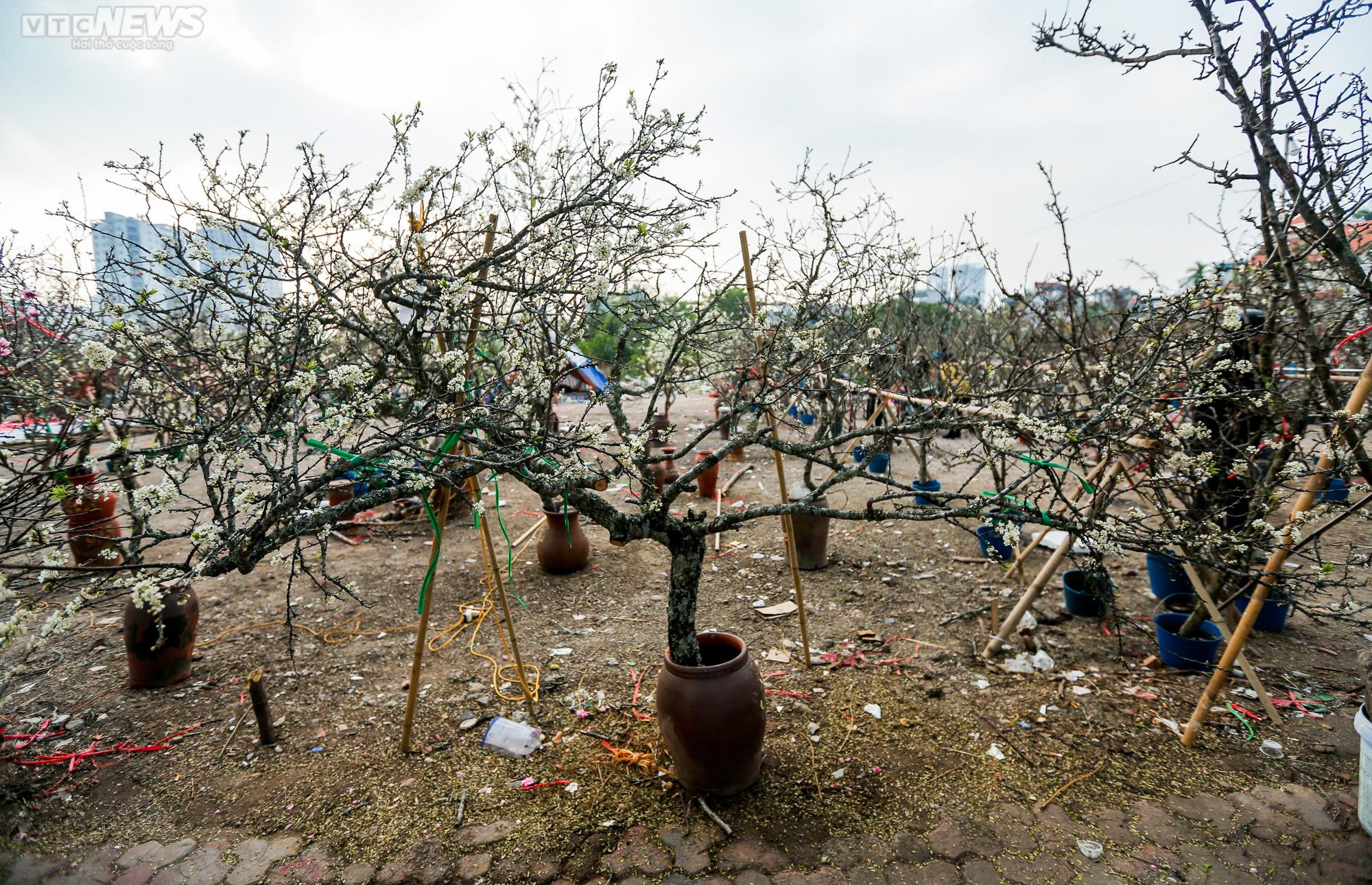 Người Hà Nội chi tiền triệu săn hoa lê rừng chơi sau Tết - 10