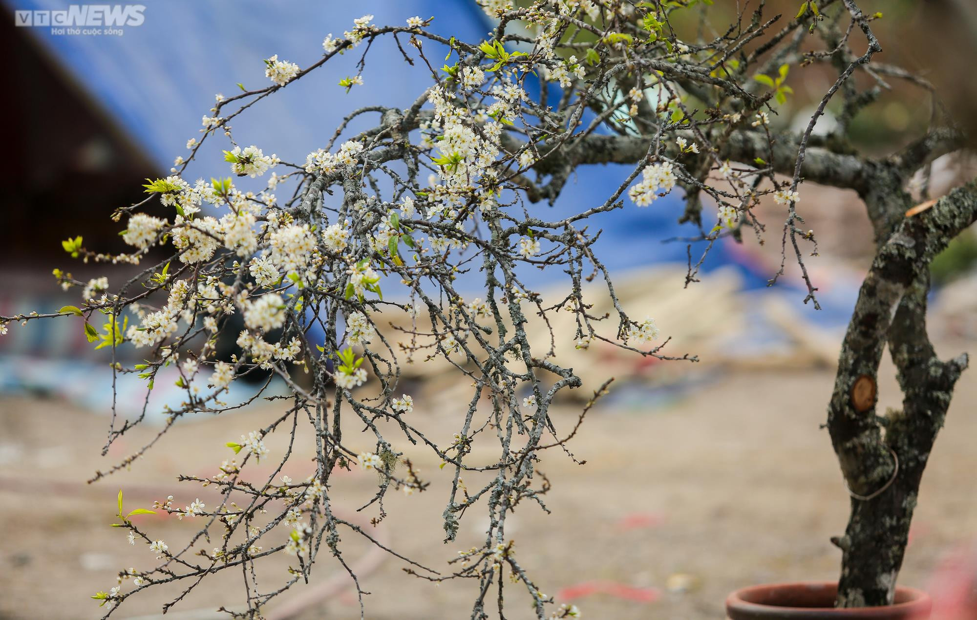 Người Hà Nội chi tiền triệu săn hoa lê rừng chơi sau Tết - 11