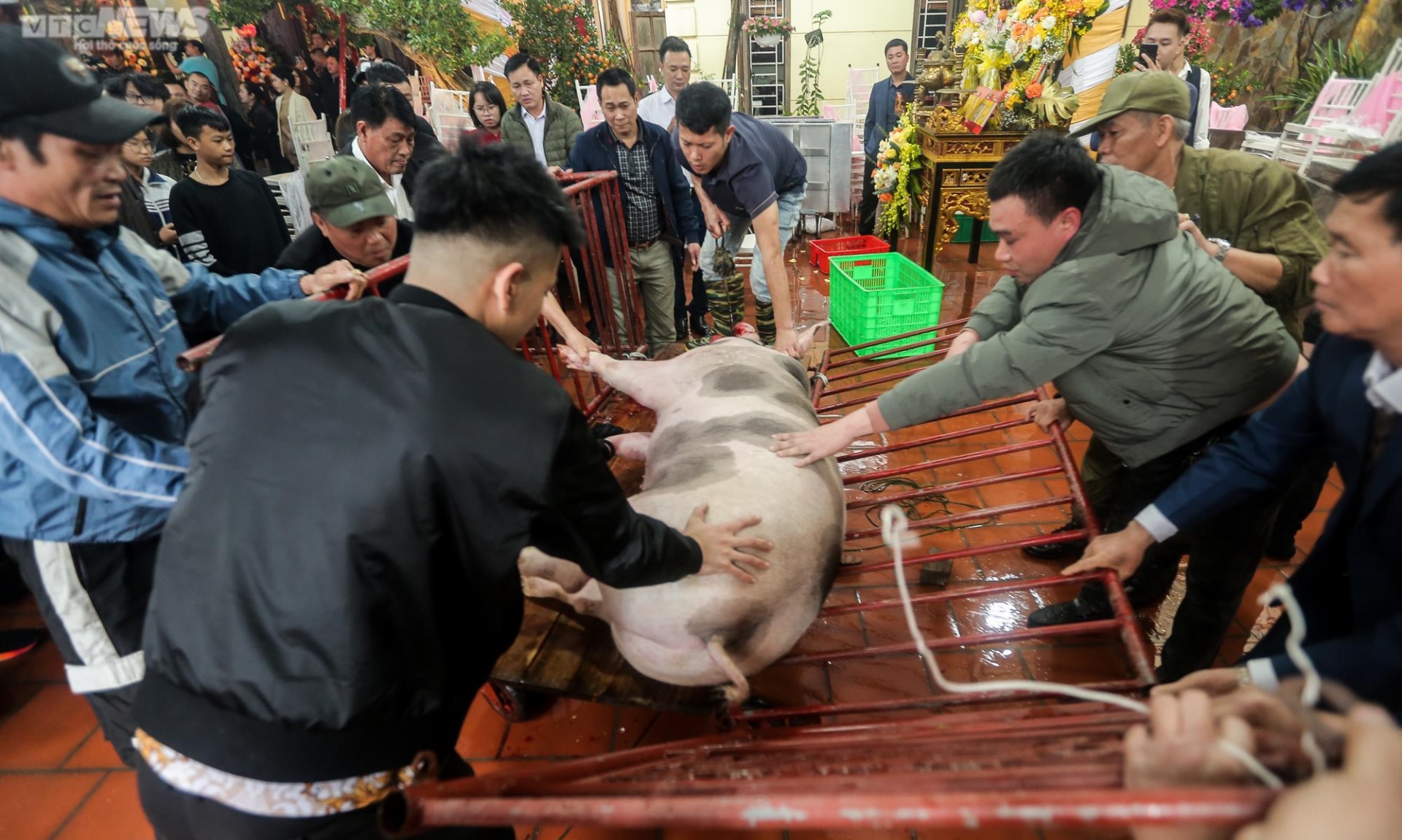 Về La Phù xem mắc màn chống muỗi, tắm nước nóng cho các 'ông lợn' - 3