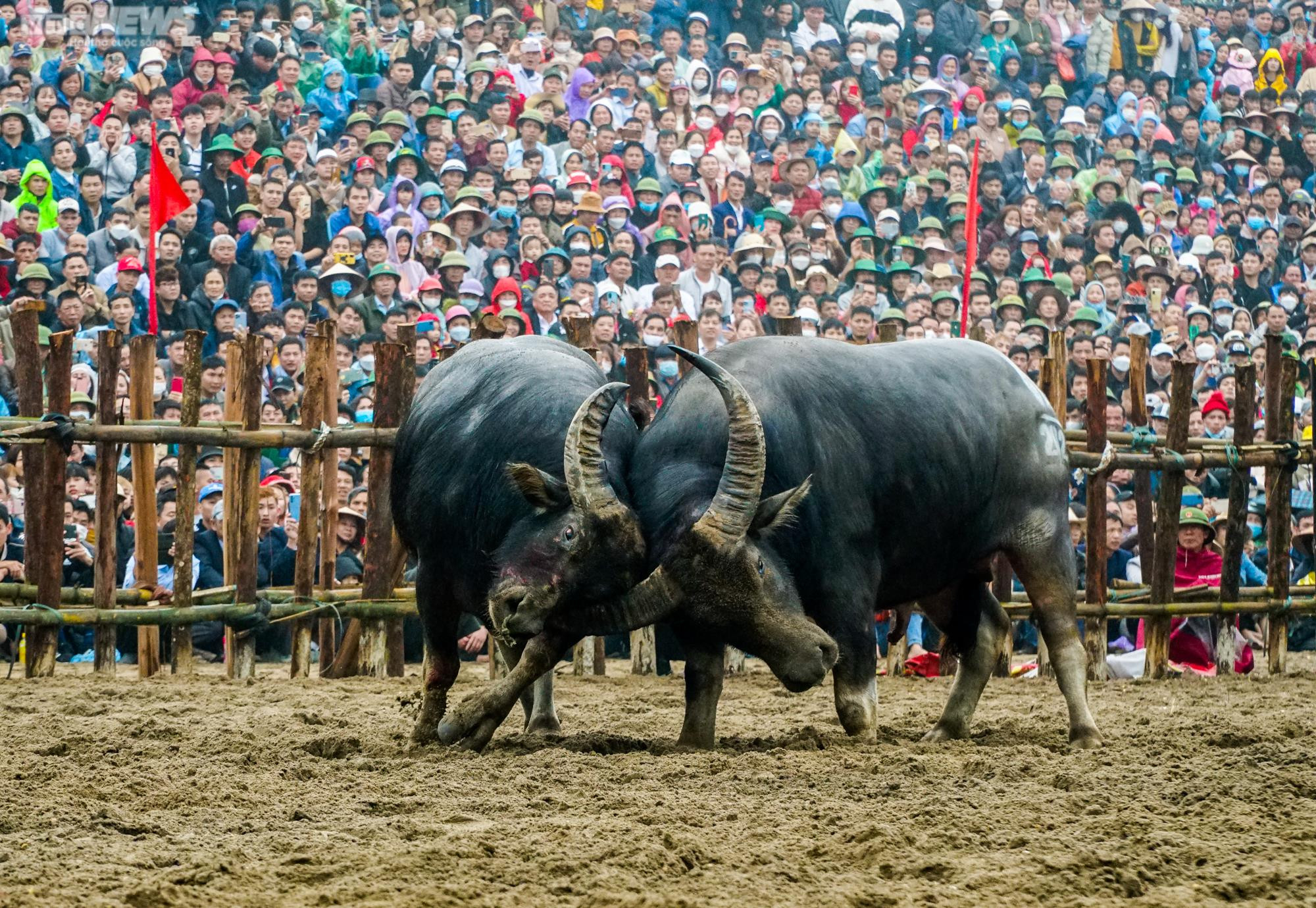 Vĩnh Phúc: Thót tim những pha cáng hầu, móc hàm của các ‘ông trâu’ Hải Lựu - 4